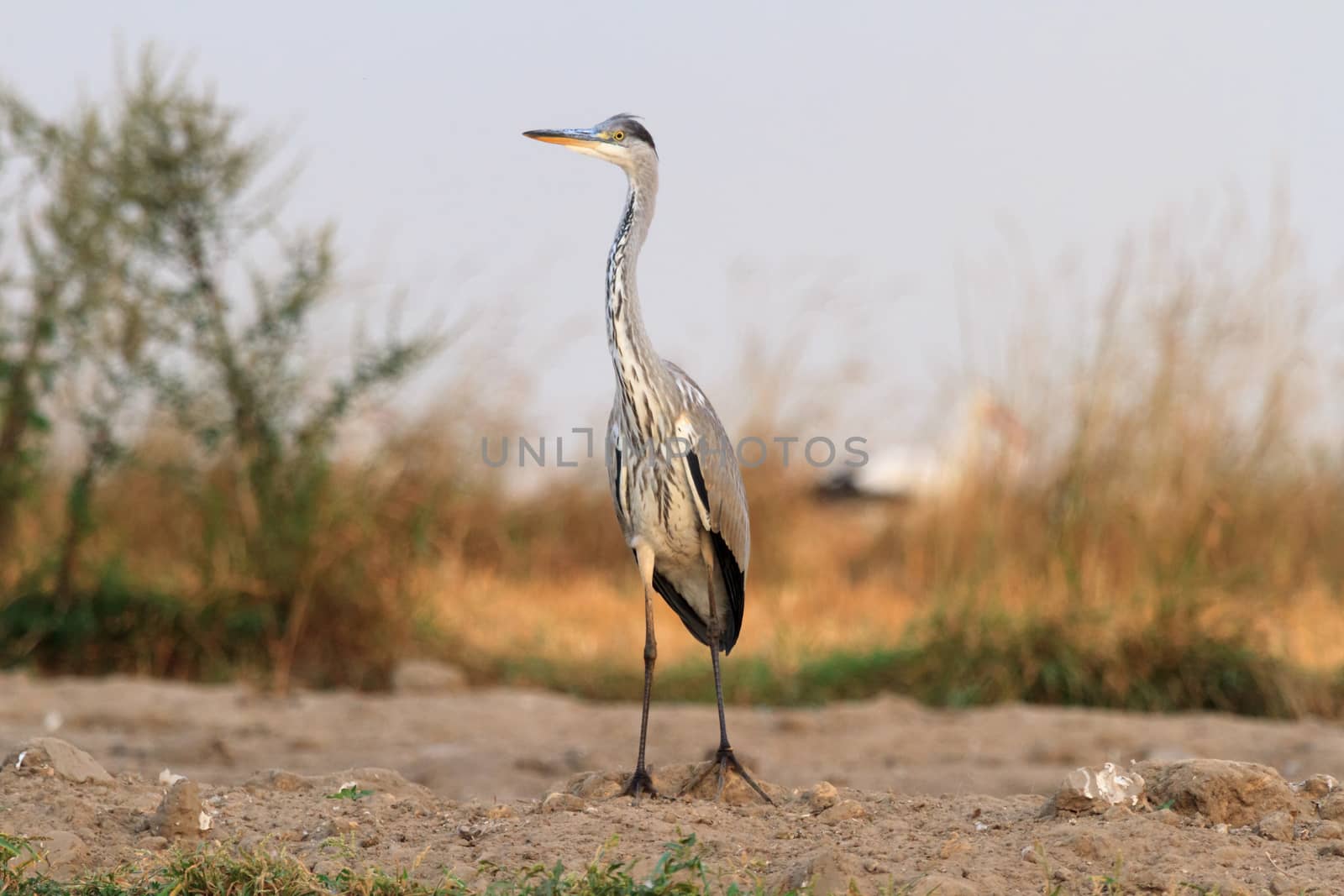 wild bird in their natural habitat, nature series