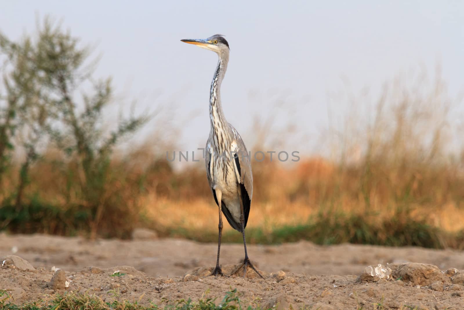 wild bird in their natural habitat, nature series