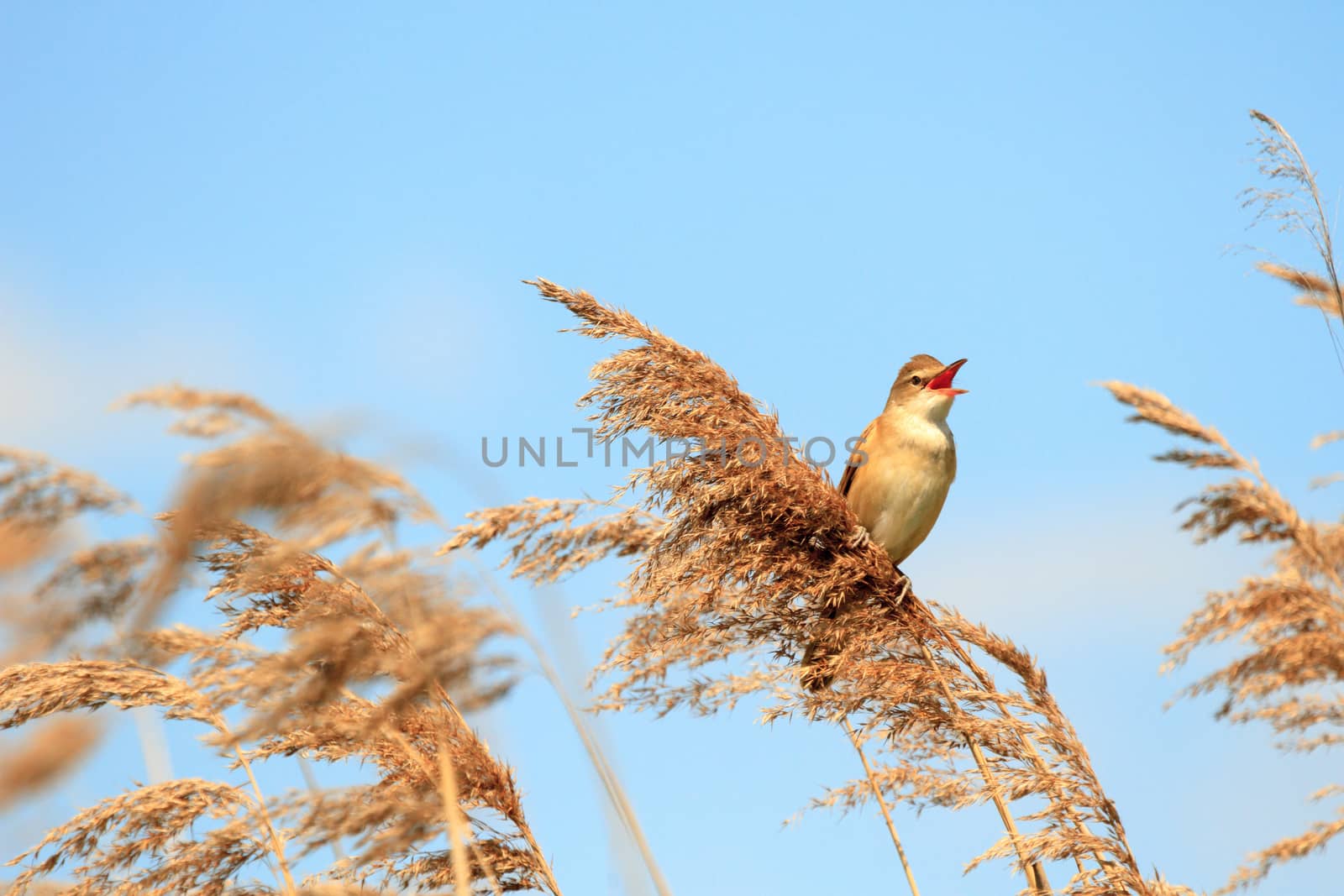 wild bird in their natural habitat, nature series