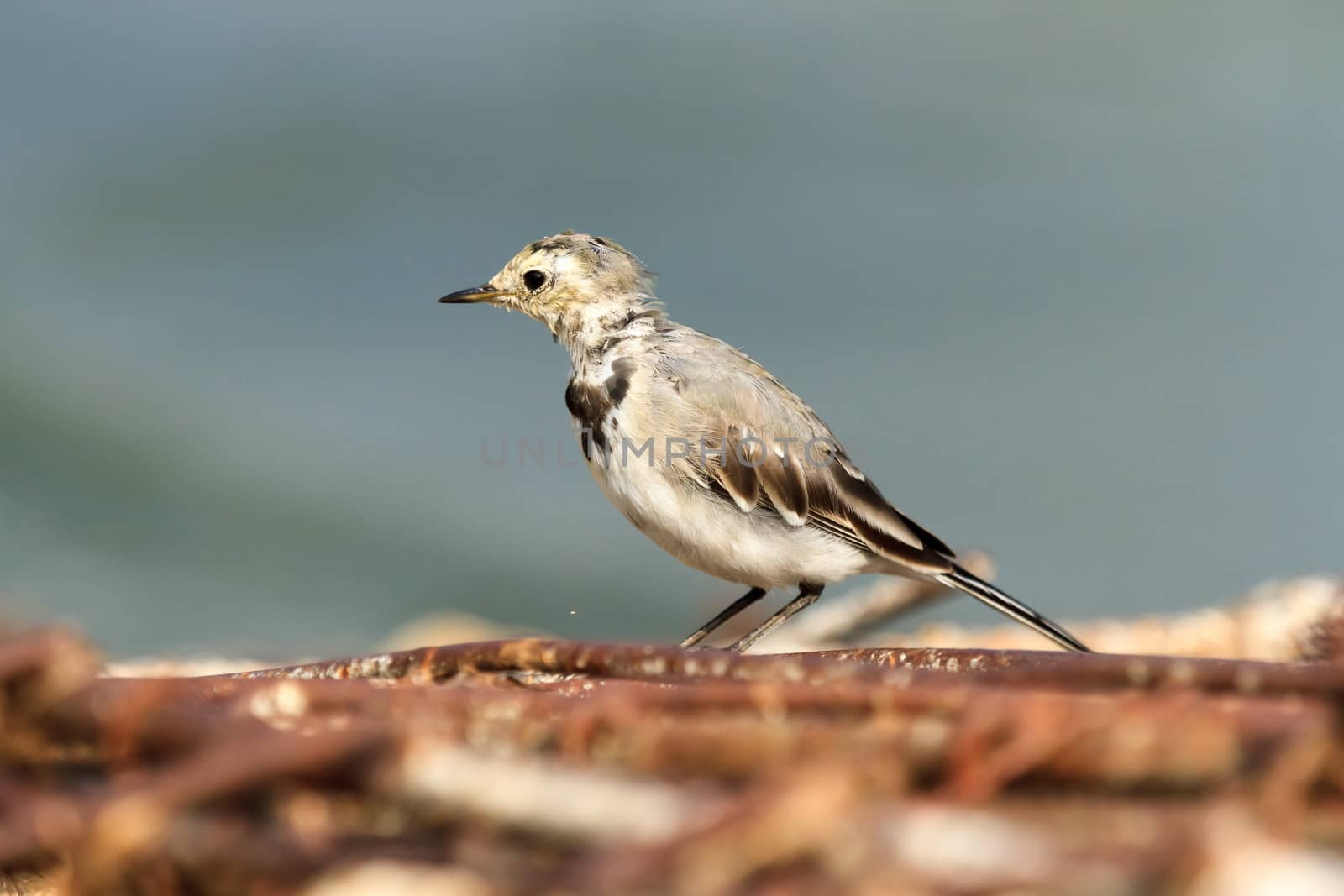 wild bird in natural habitat, nature series