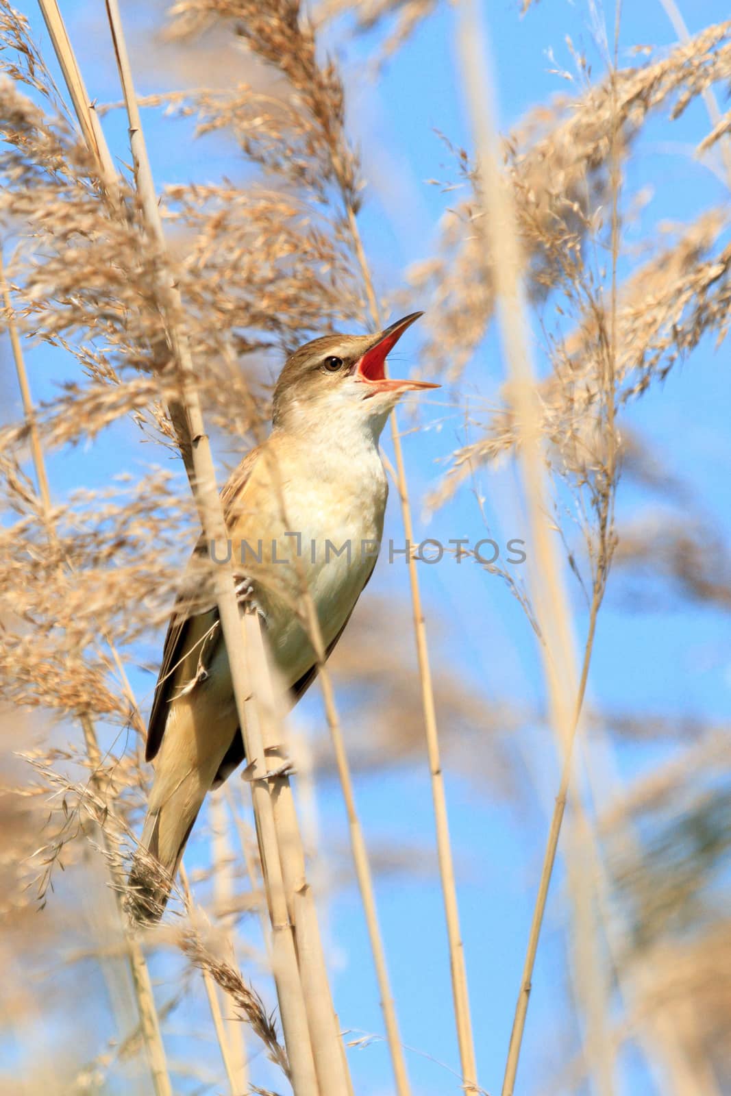 wild bird in their natural habitat, nature series
