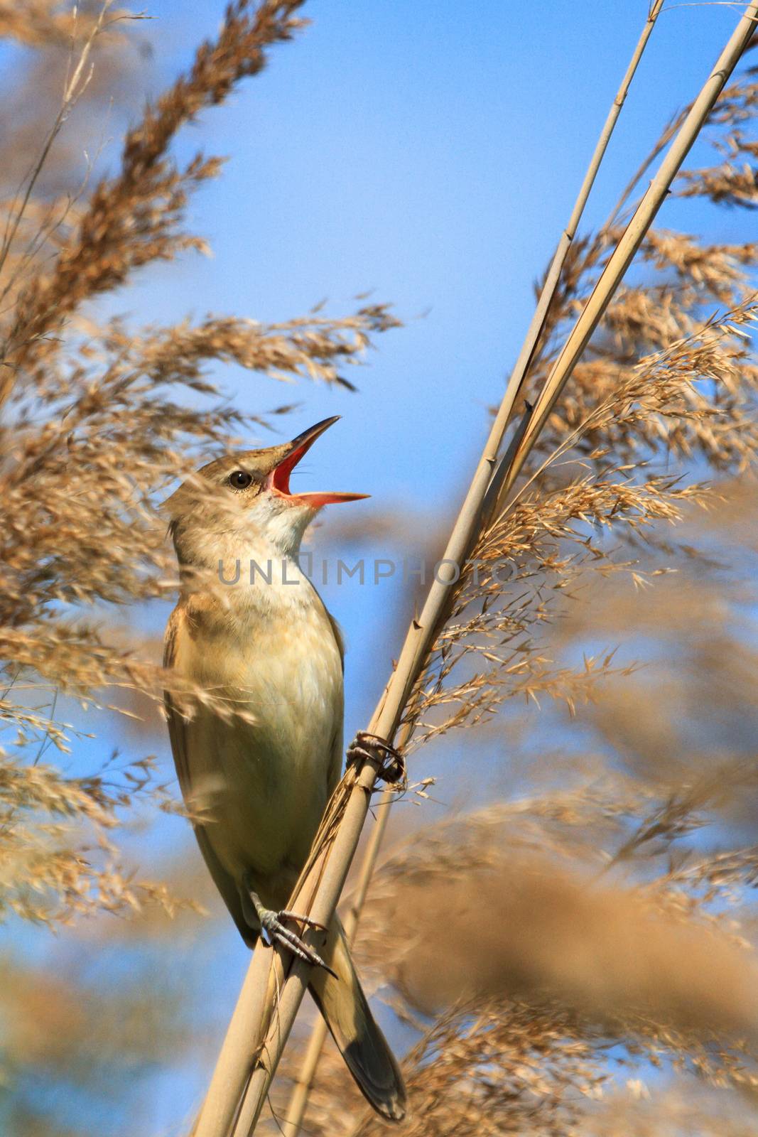 wild bird in their natural habitat, nature series
