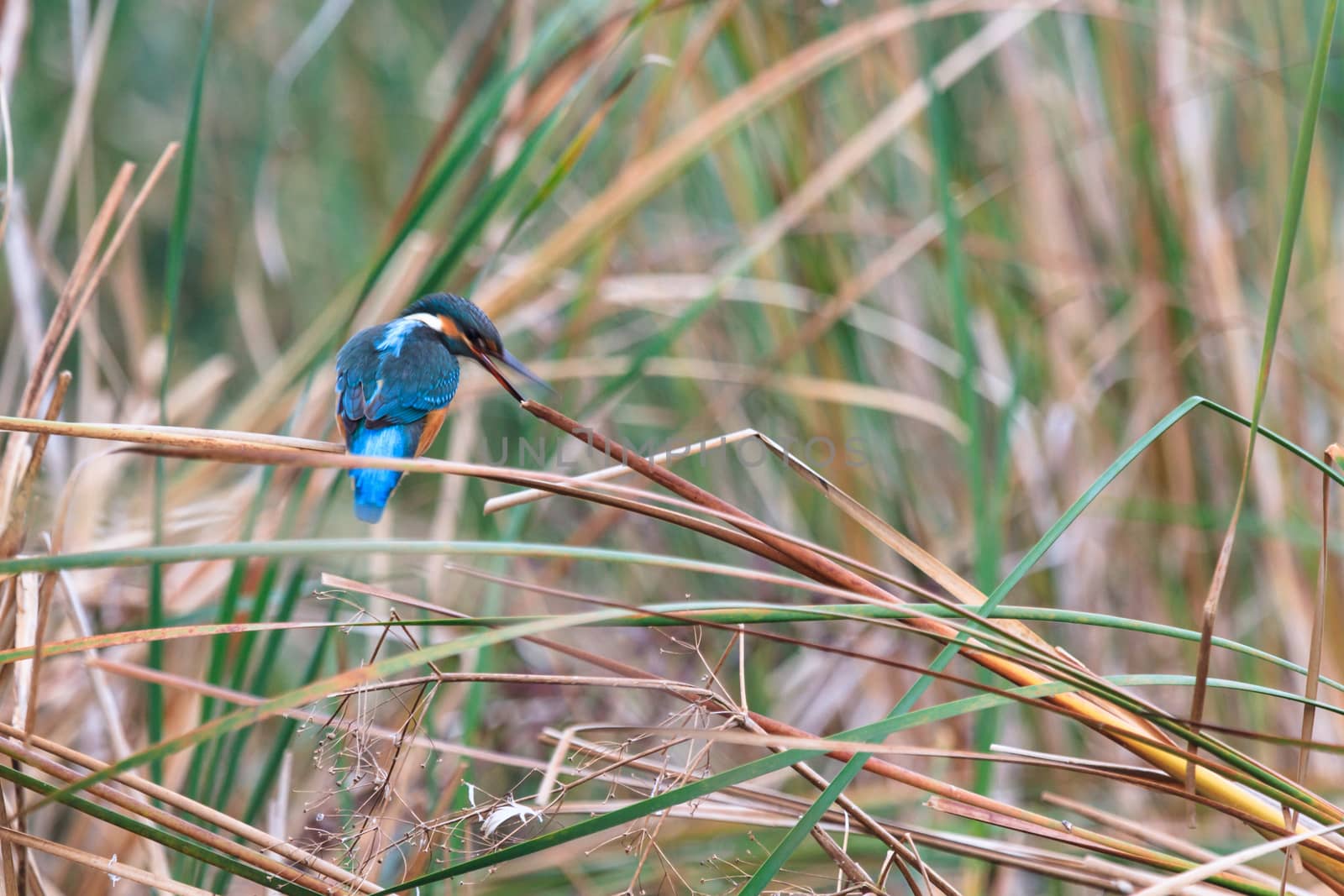 wild bird in natural habitat, nature series