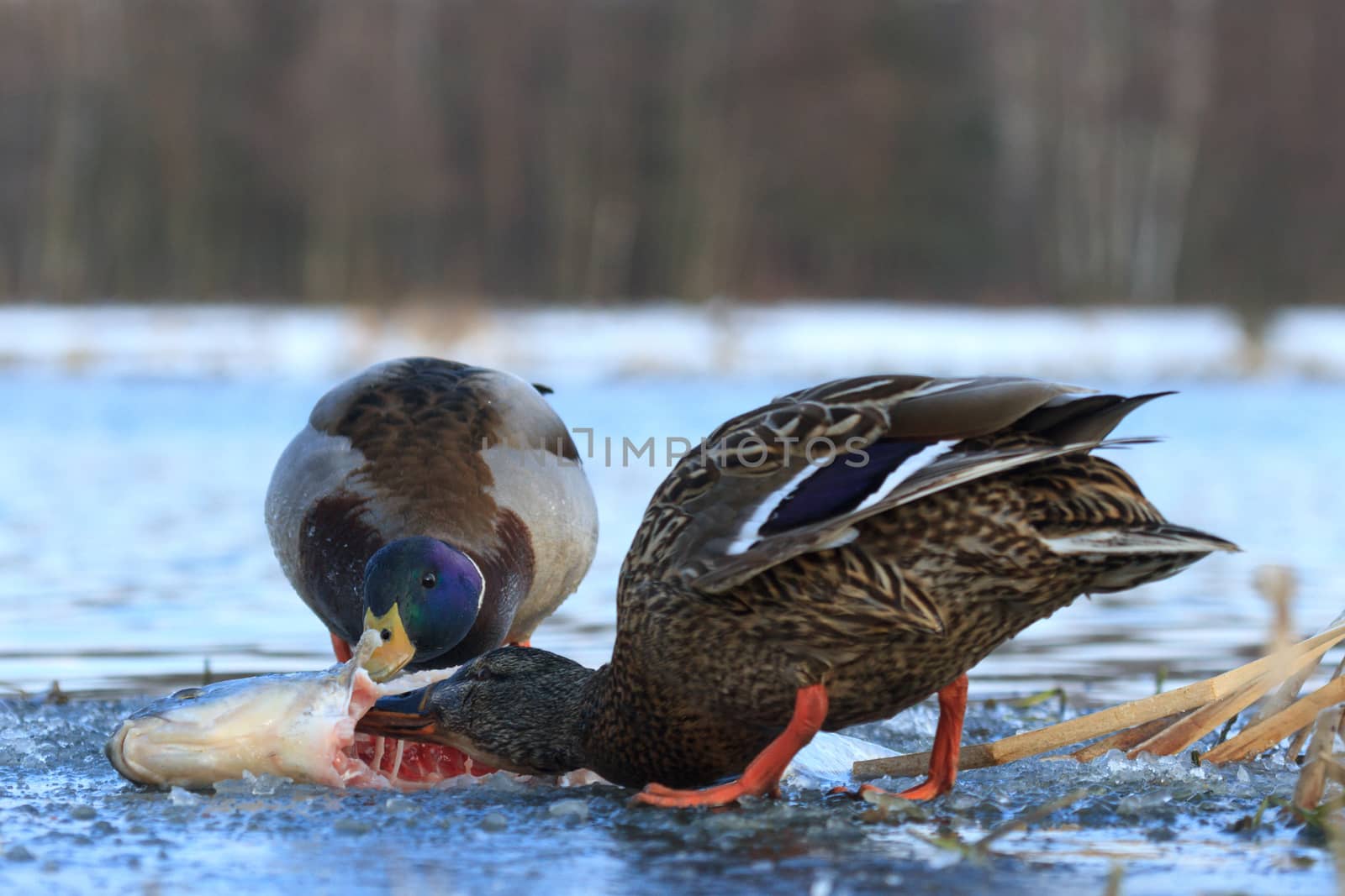 wild colorful bird in sunny day, nature series