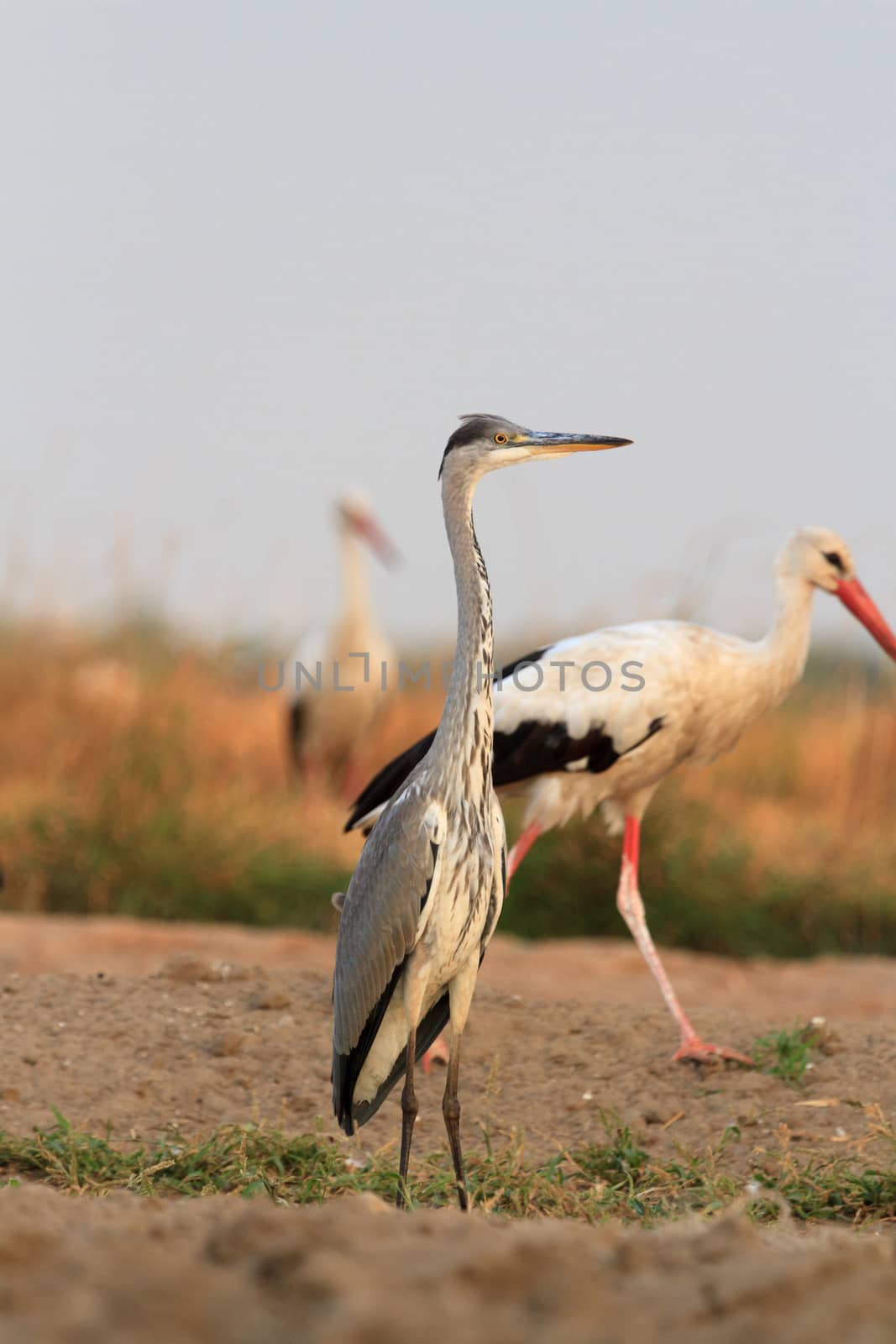 wild bird in their natural habitat, nature series