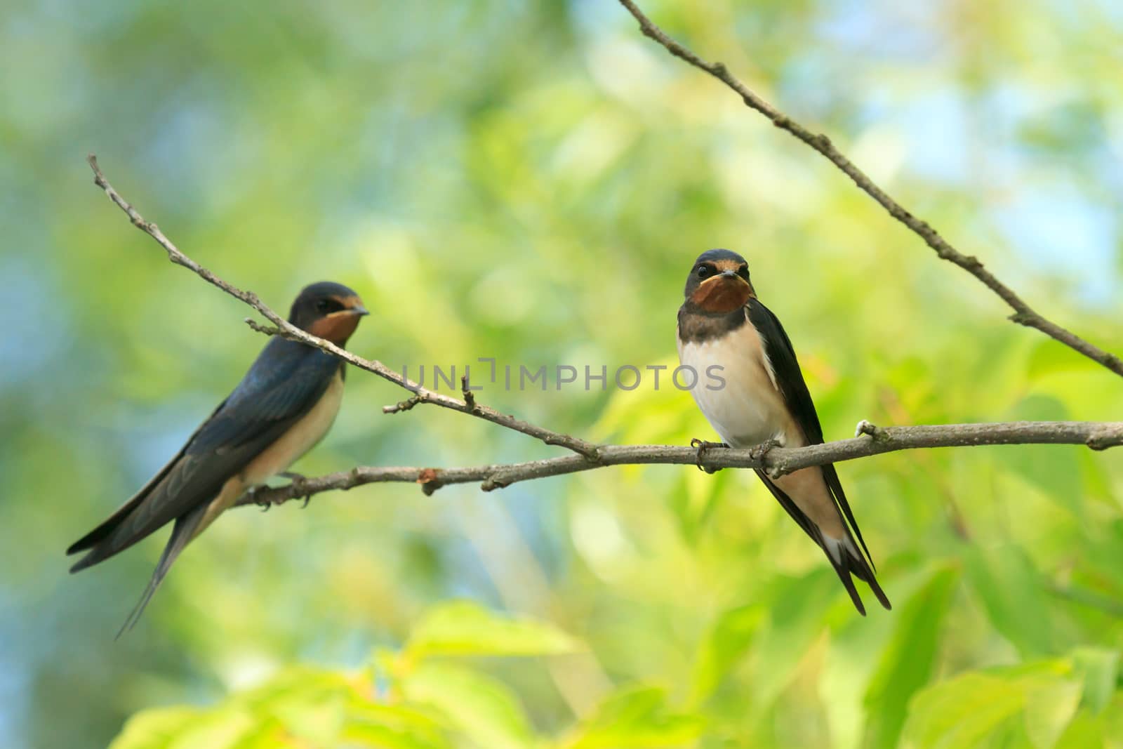 wild bird in their natural habitat, nature series