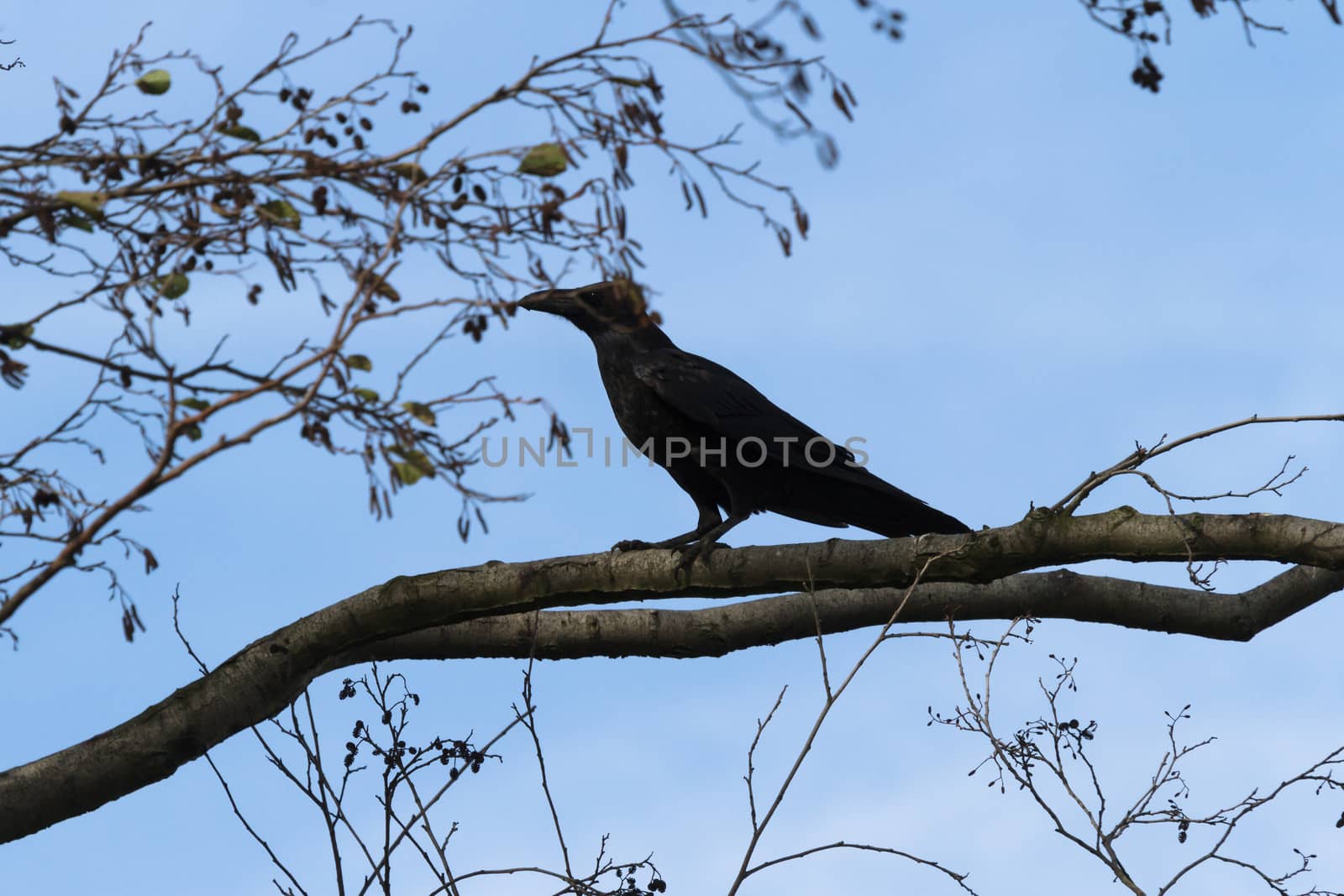wild bird in natural habitat, nature series