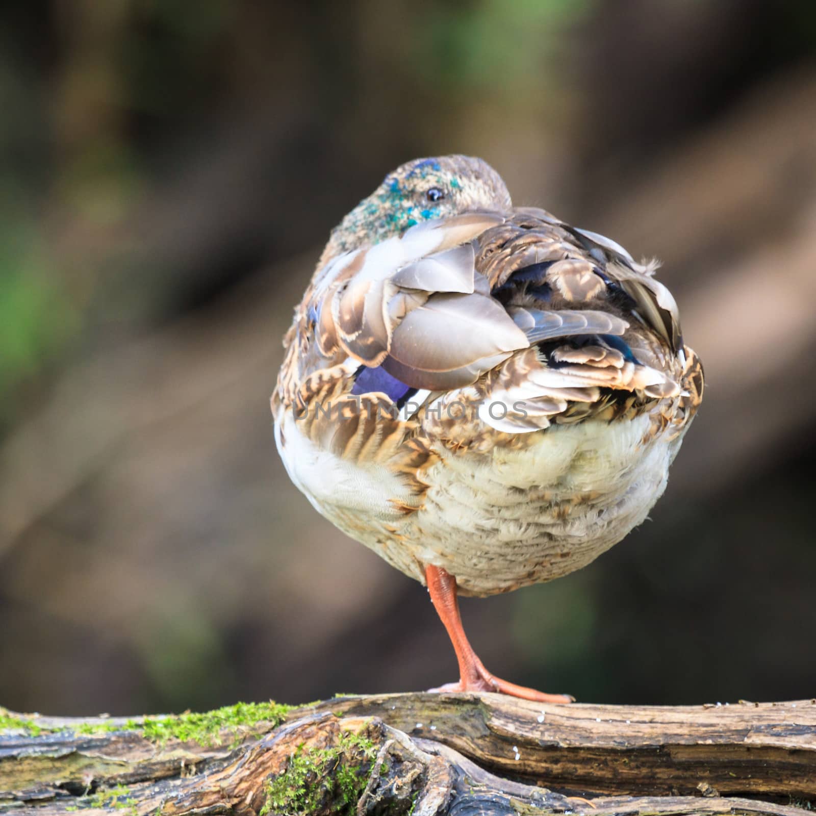 wild bird in natural habitat, nature series
