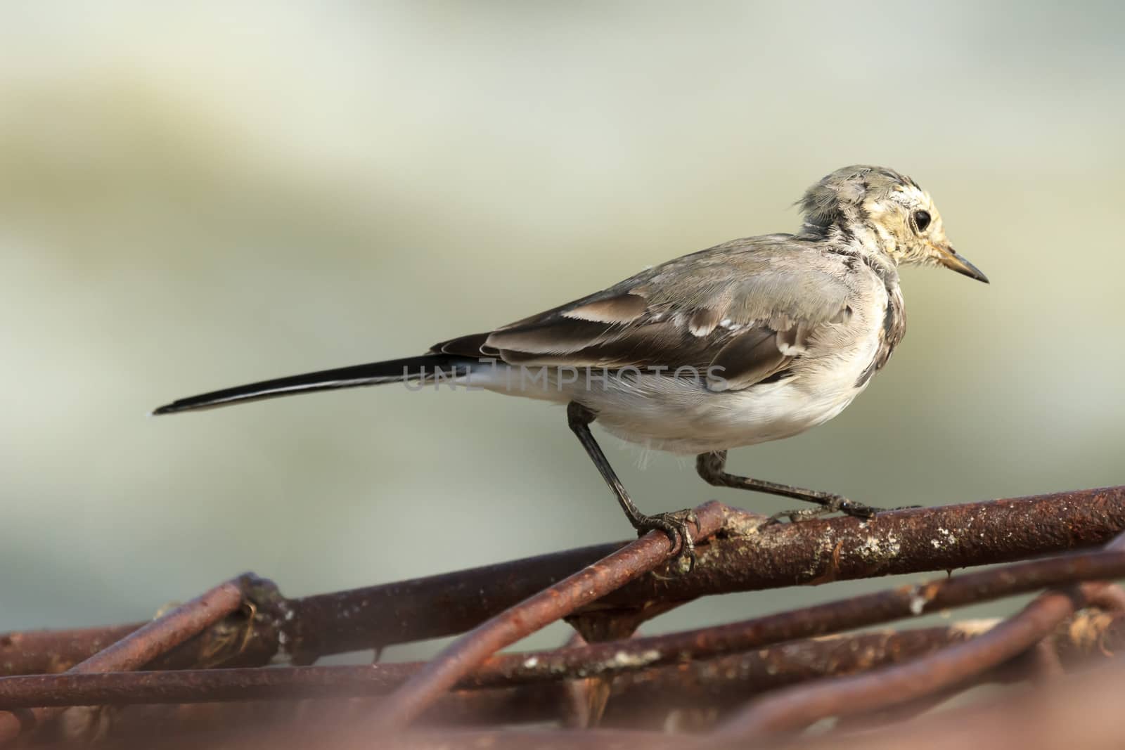 wild bird in natural habitat, nature series