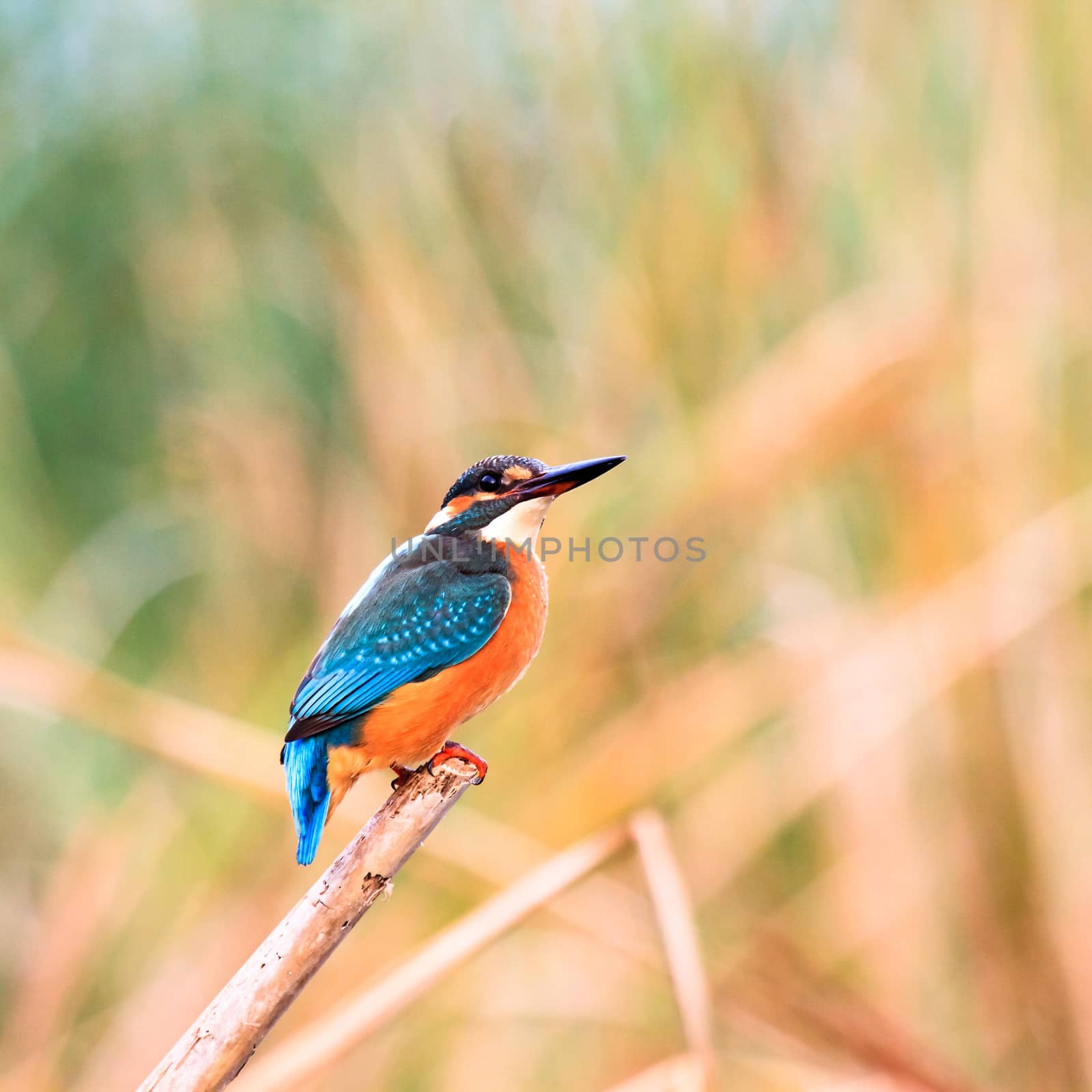 wild bird in natural habitat, nature series