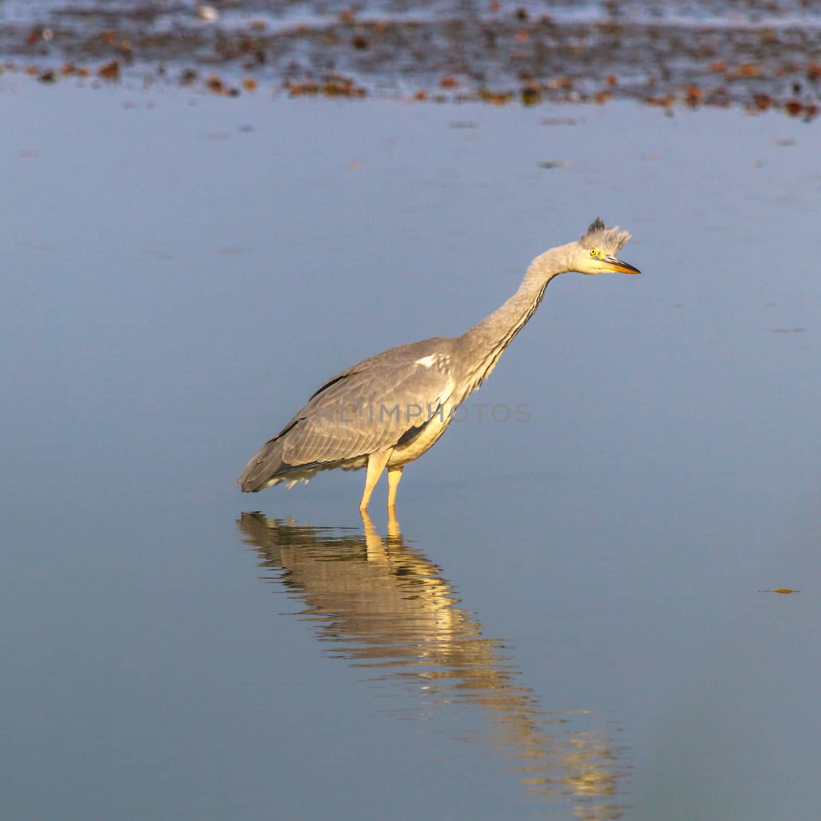 wild bird in natural habitat, nature series