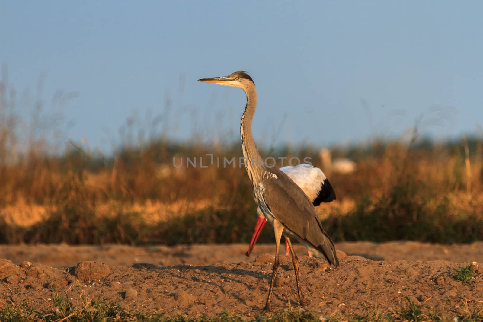 wild bird in their natural habitat, nature series