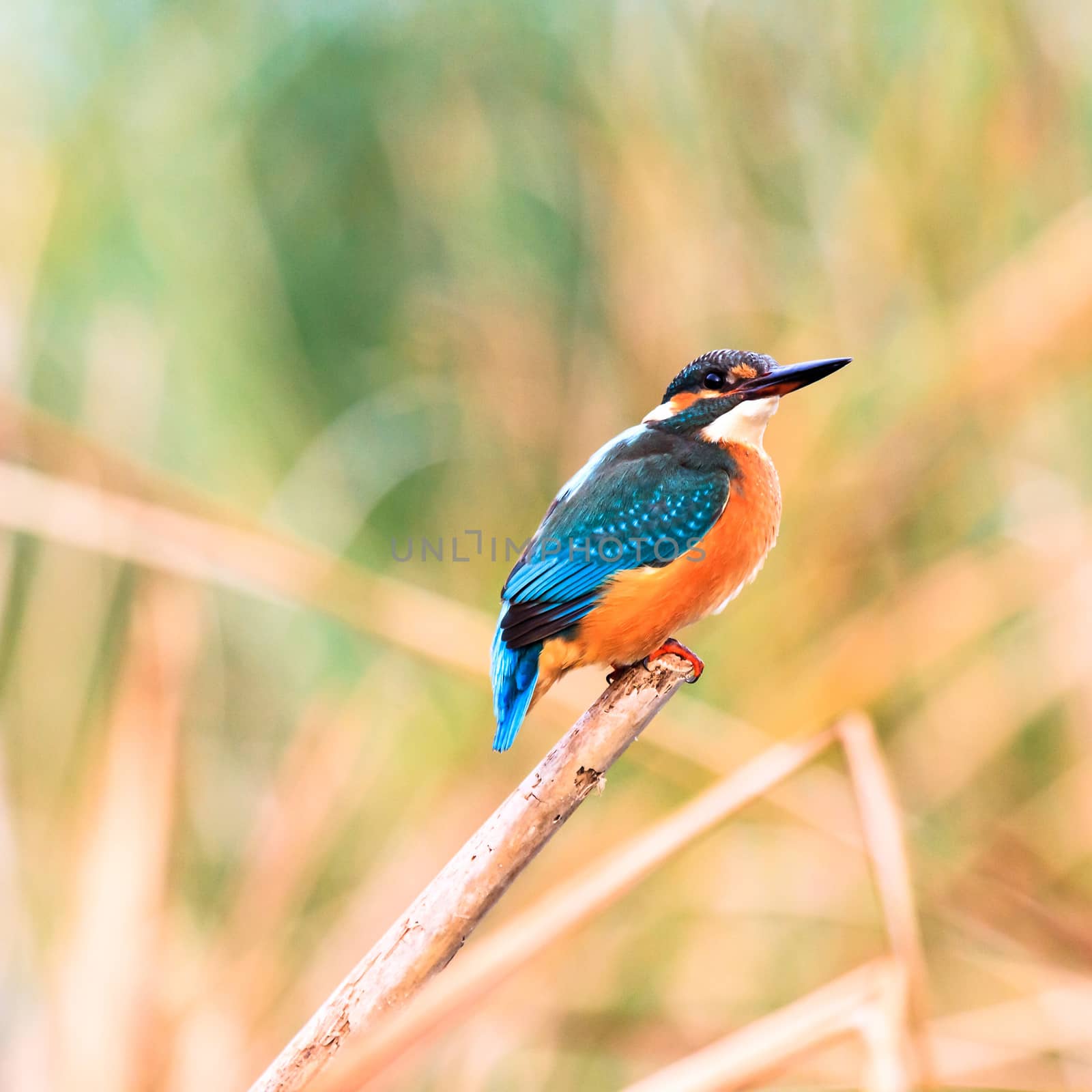 wild bird in natural habitat, nature series