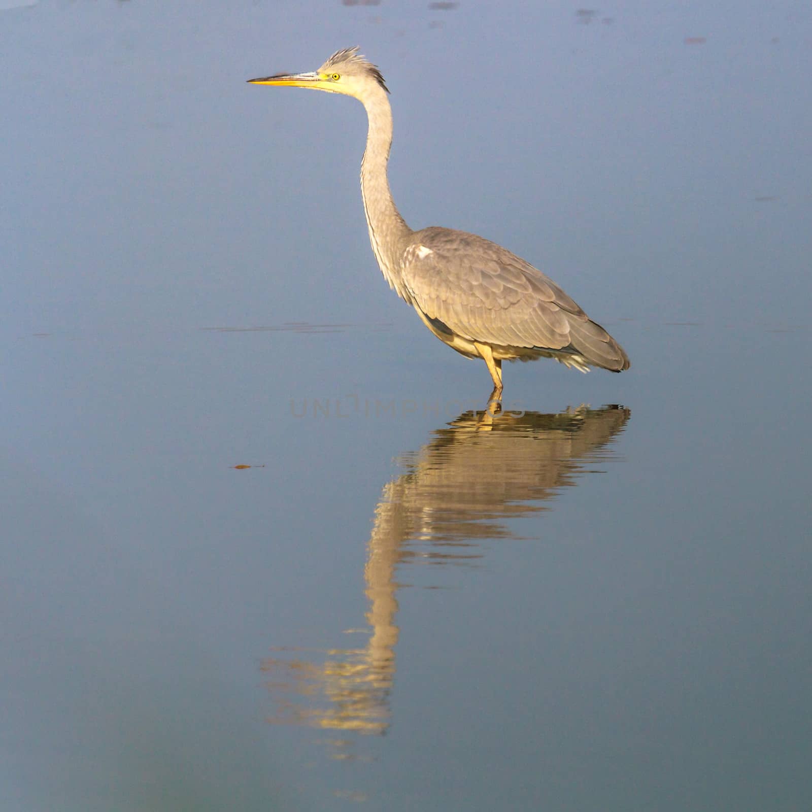 wild bird in natural habitat, nature series