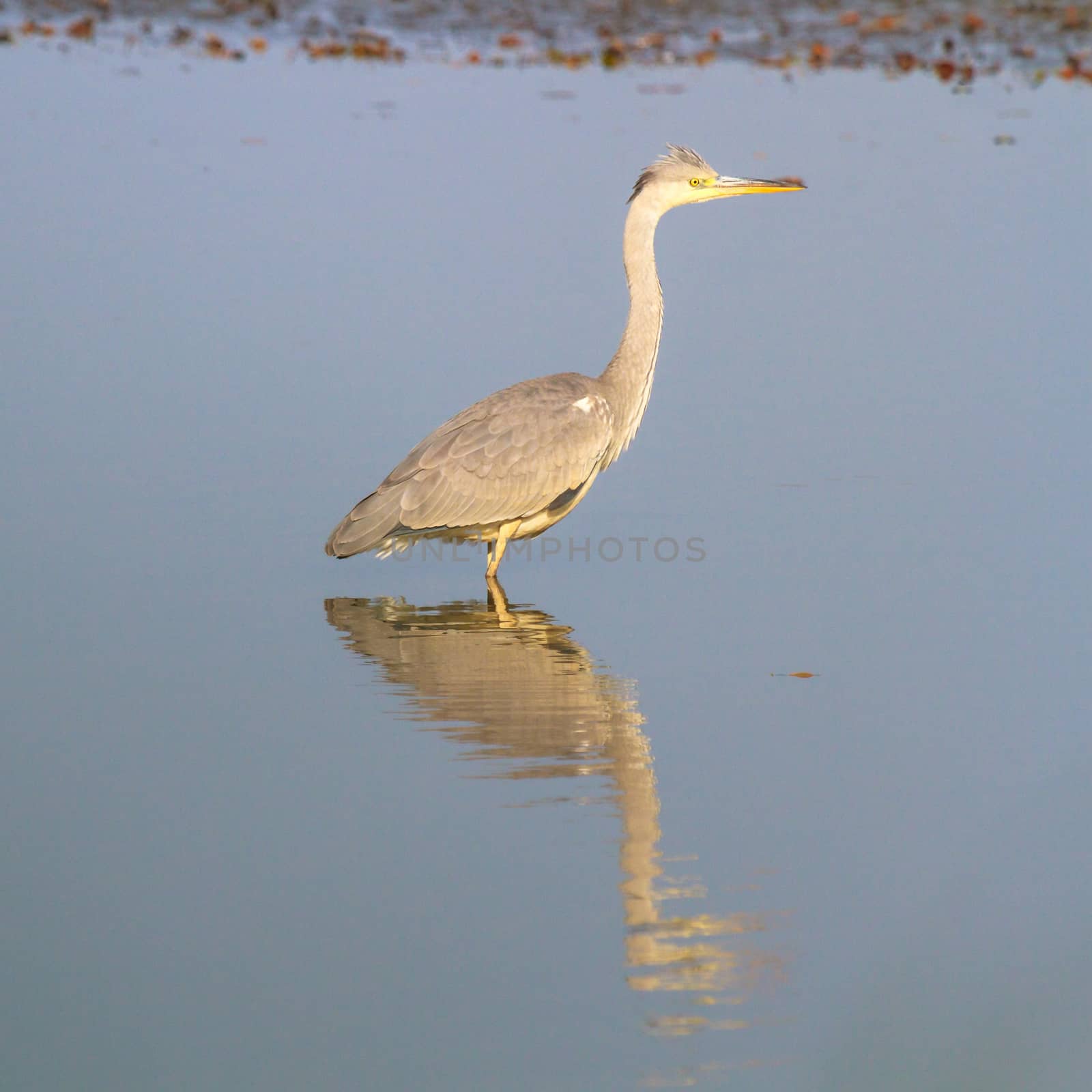 wild bird in natural habitat, nature series