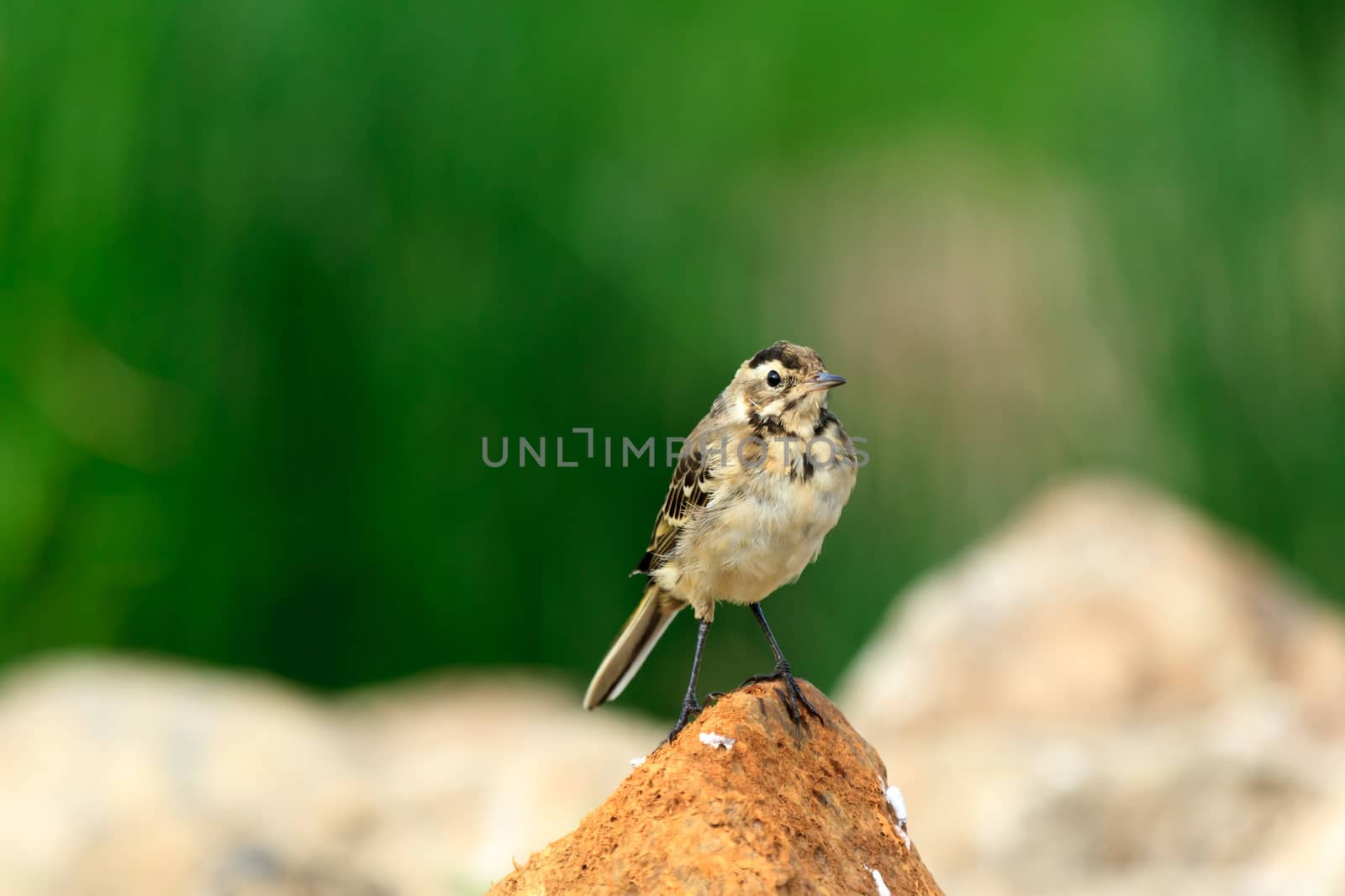 wild bird in natural habitat, nature series