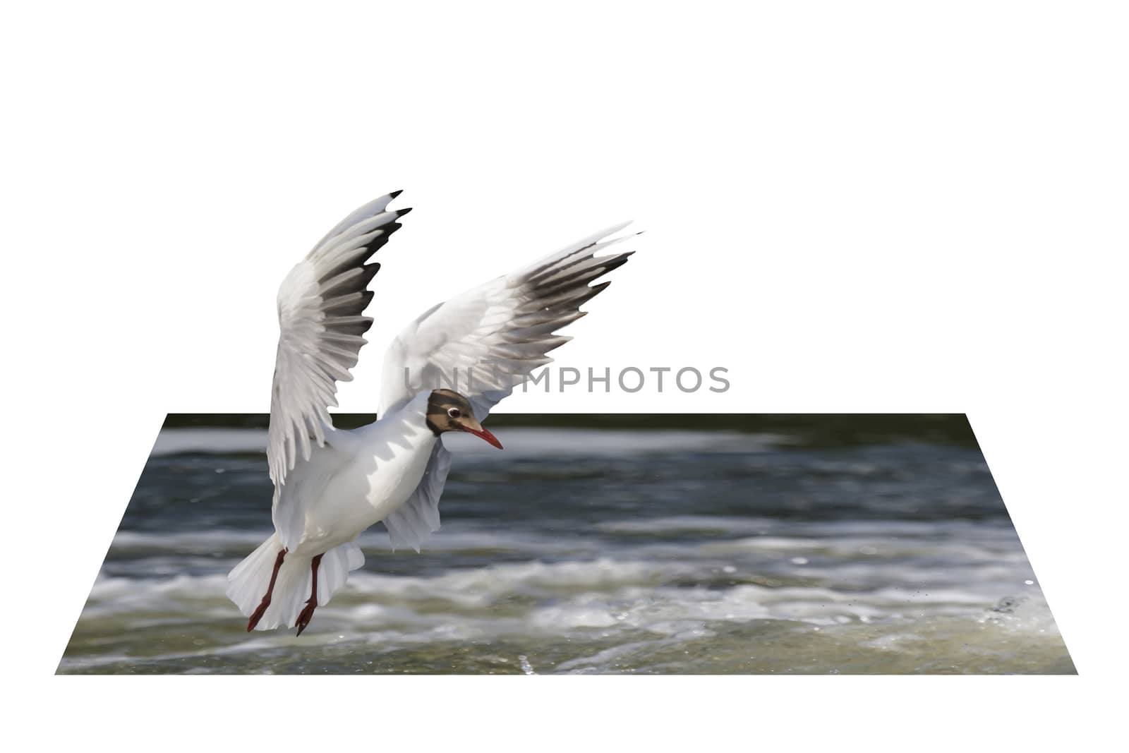 wild colorful bird in sunny day, nature series