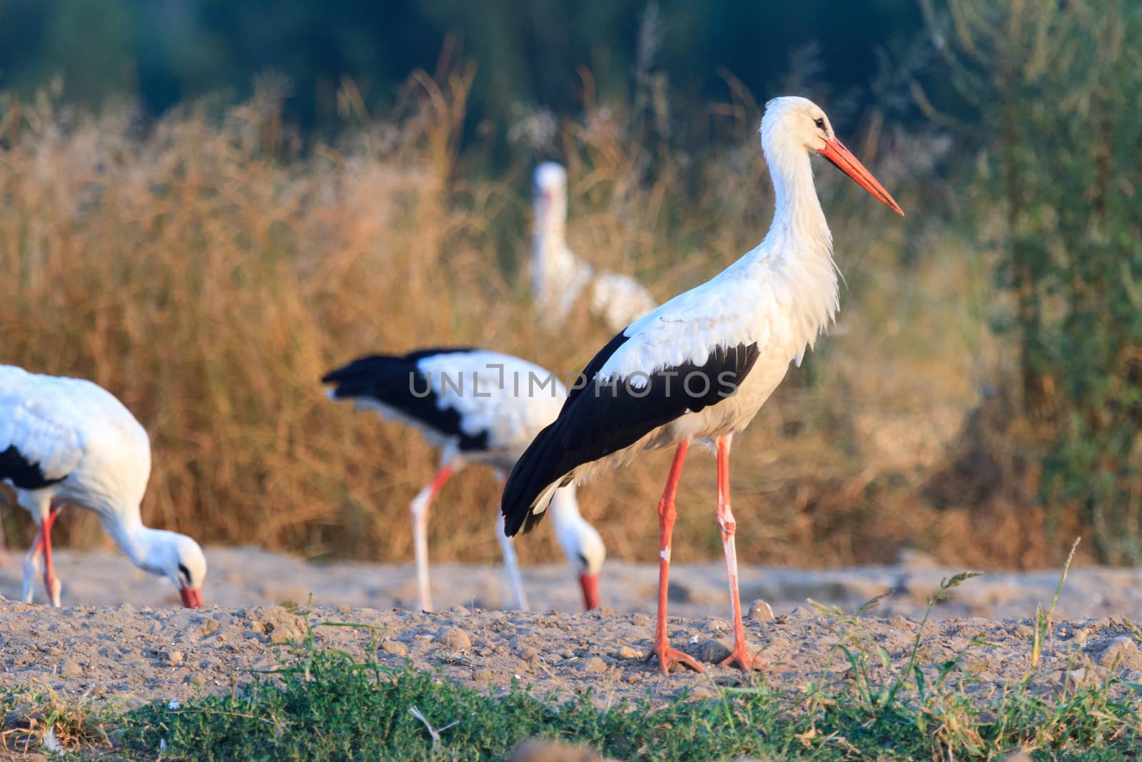 wild bird in their natural habitat, nature series