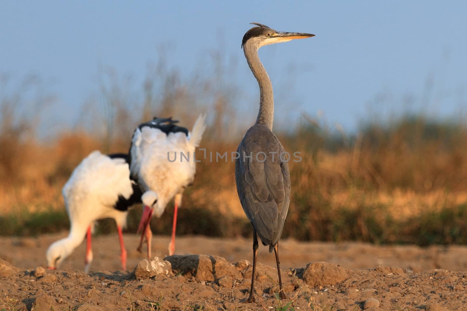 wild bird in their natural habitat, nature series