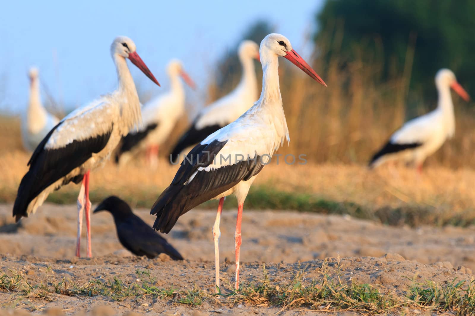 wild bird in their natural habitat, nature series