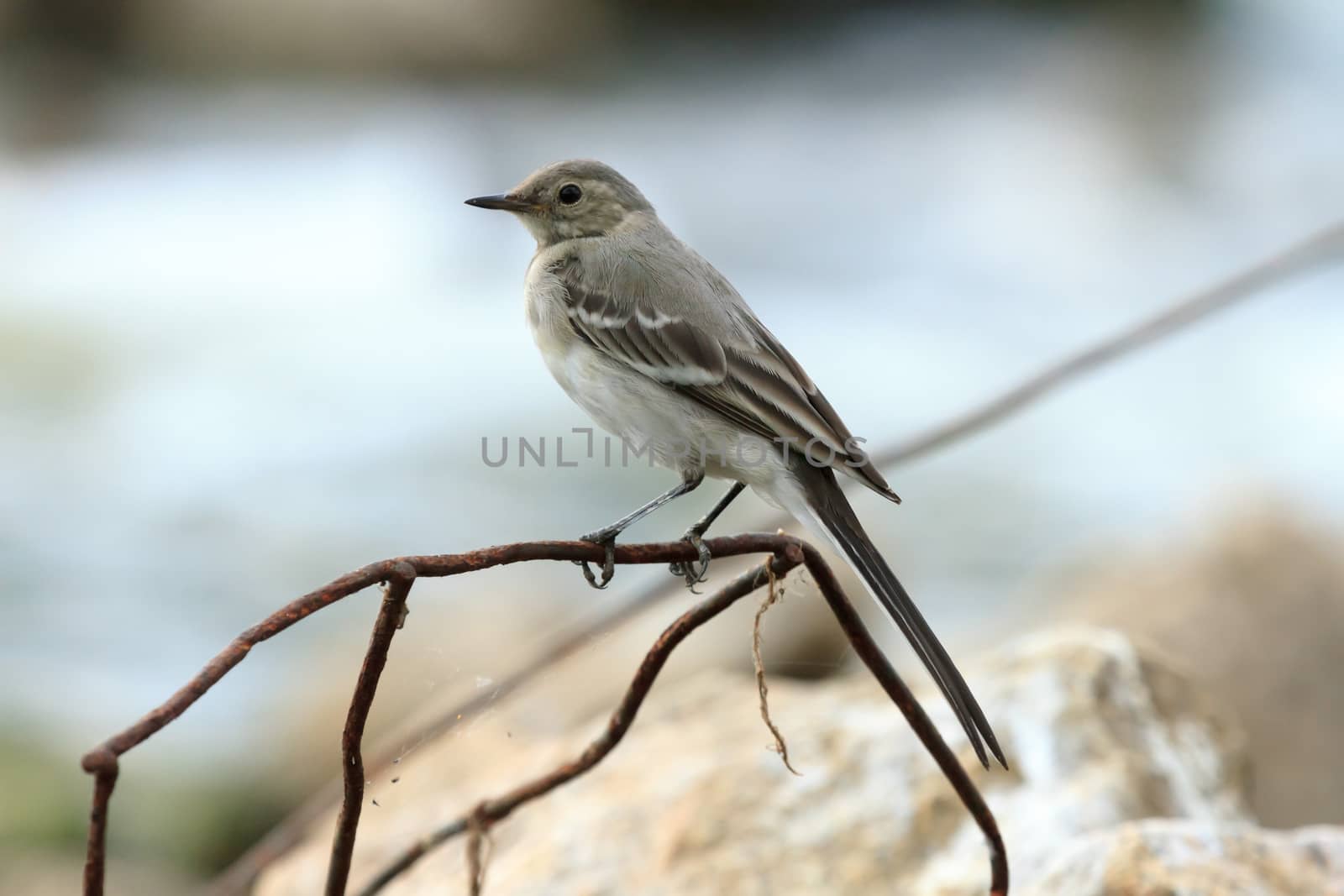 wild bird in natural habitat, nature series