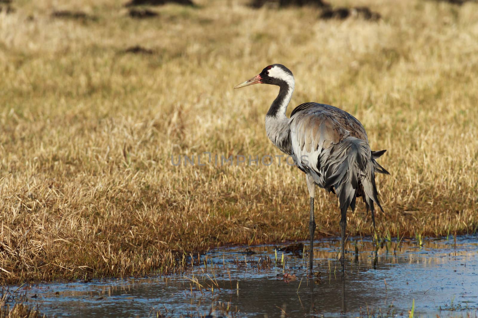 wild bird in natural habitat, nature series