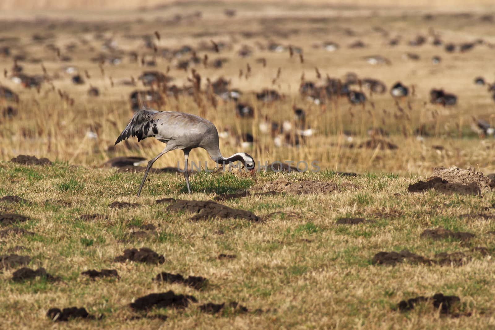 wild bird in natural habitat, nature series