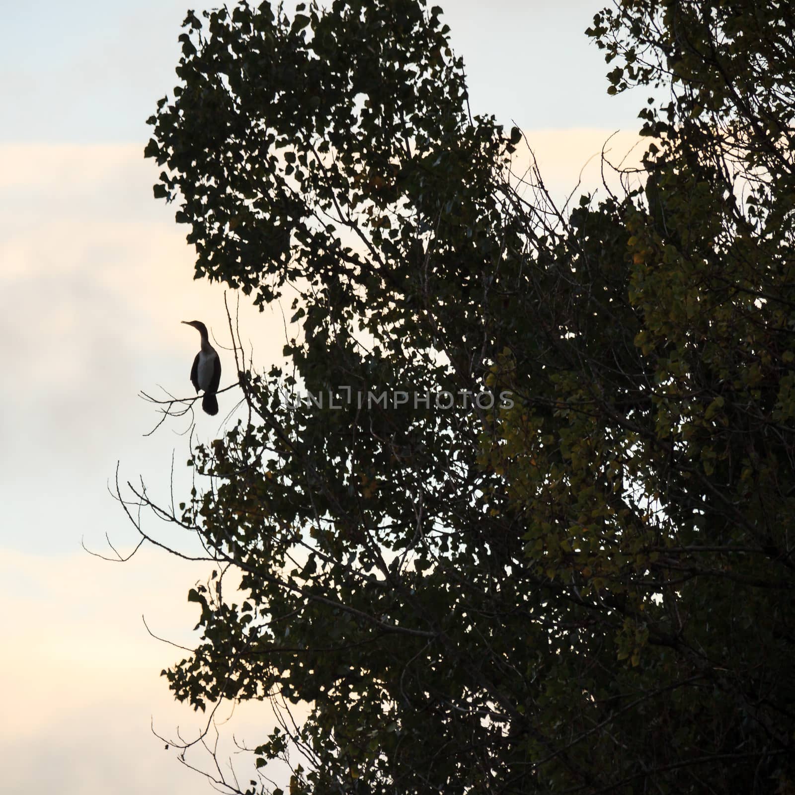 wild bird in natural habitat, nature series