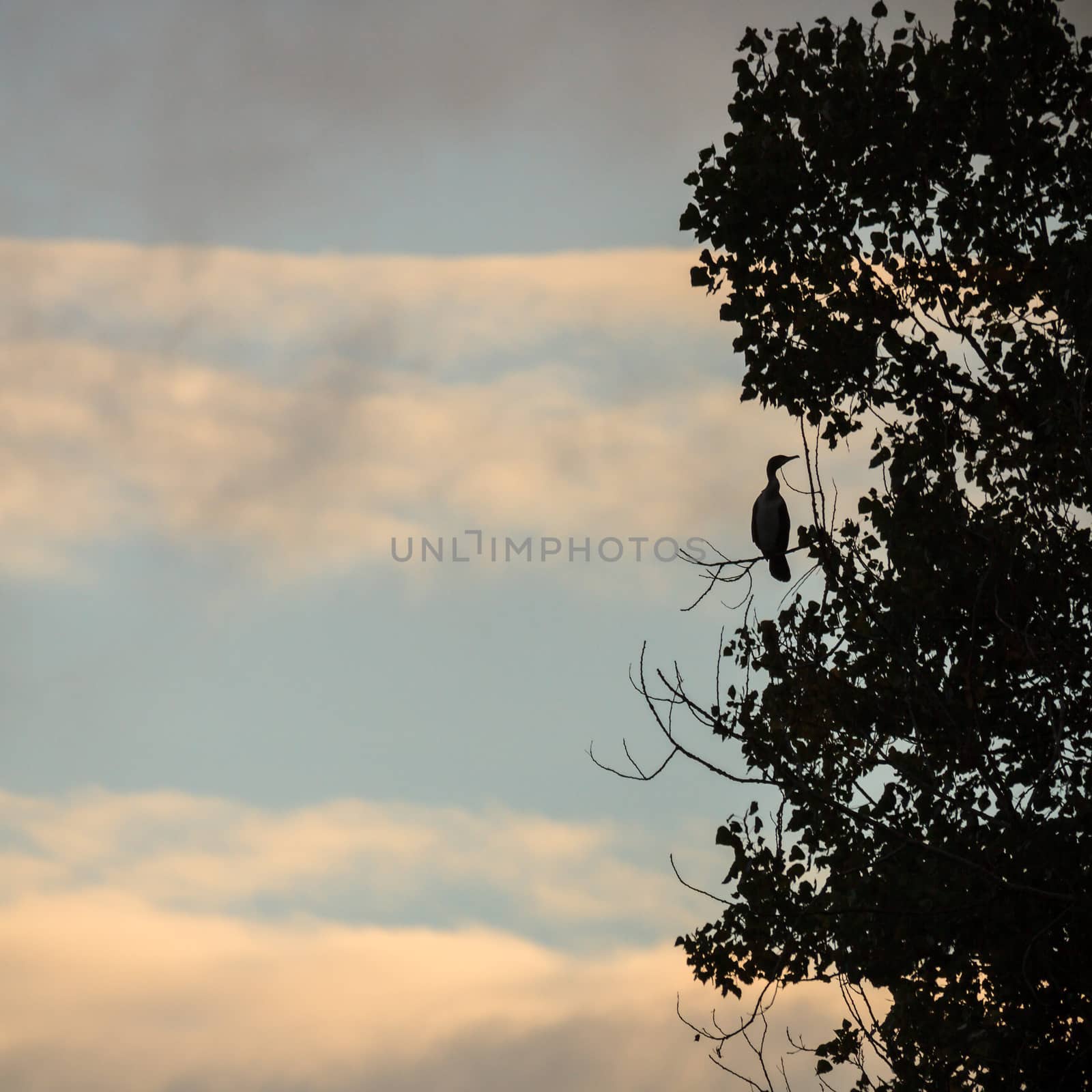 wild bird in natural habitat, nature series