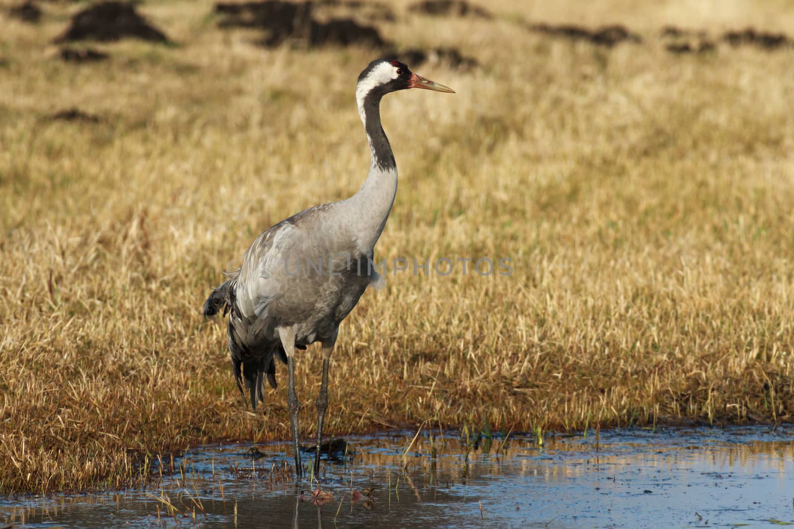 wild bird in natural habitat, nature series