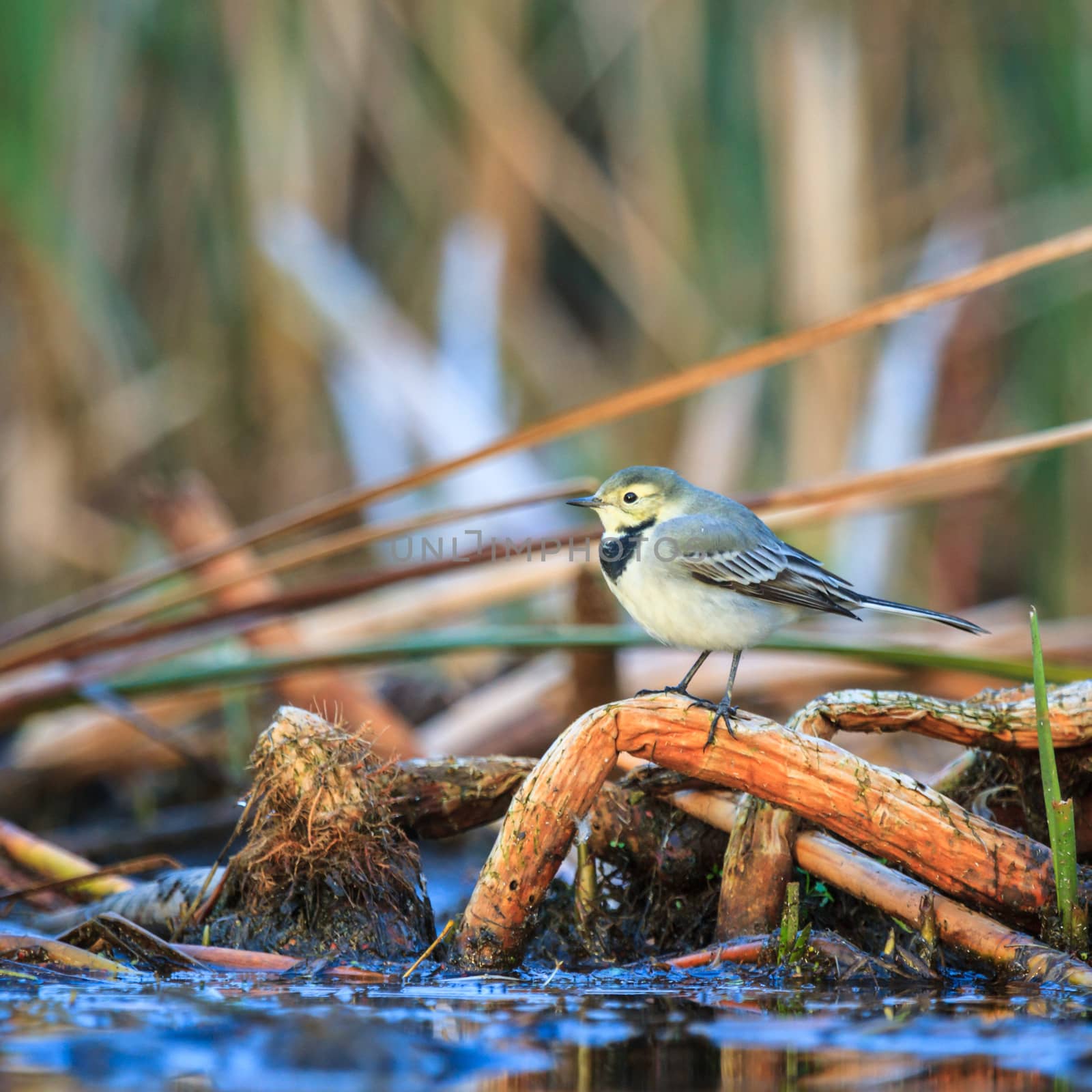 wild bird in natural habitat, nature series