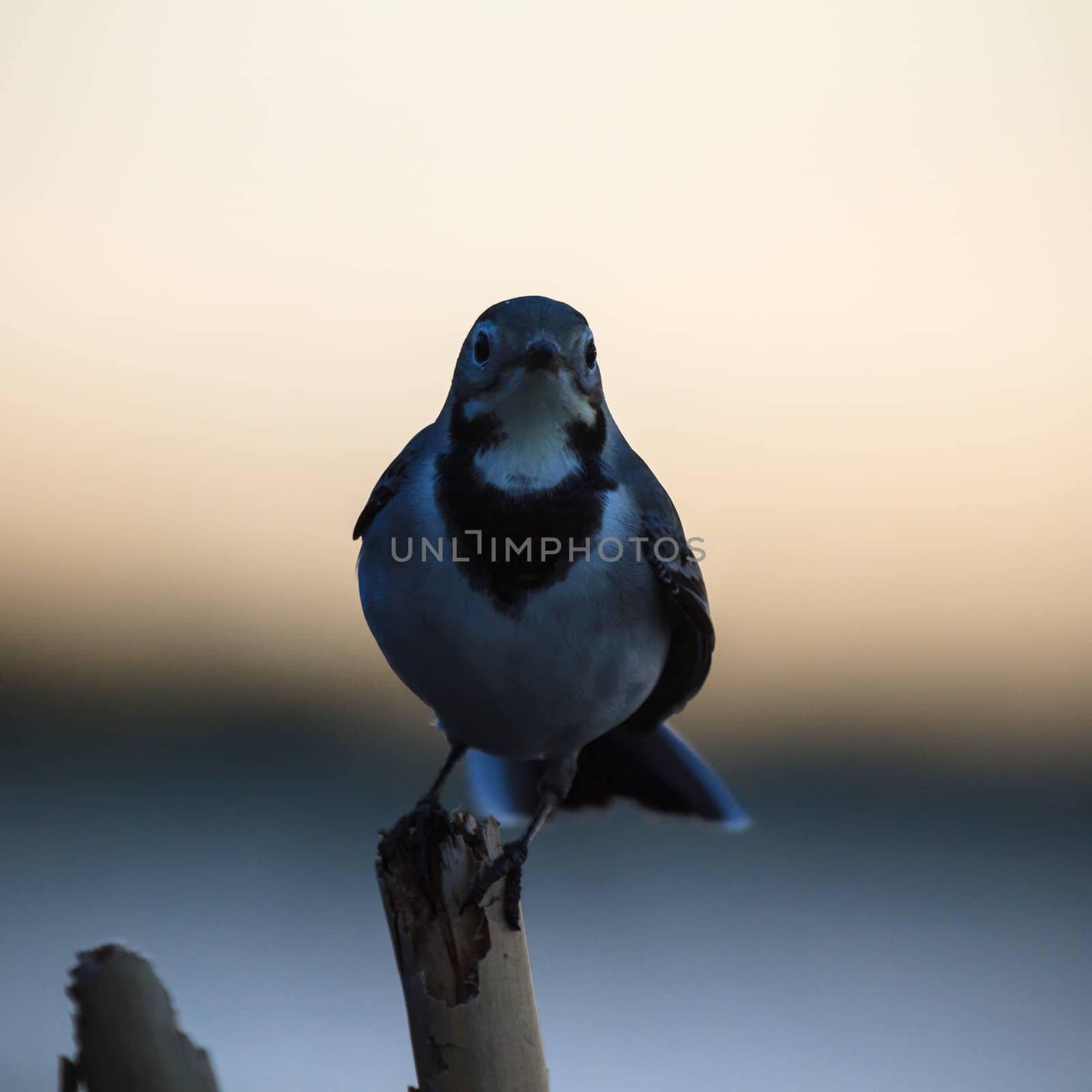 wild bird in natural habitat, nature series