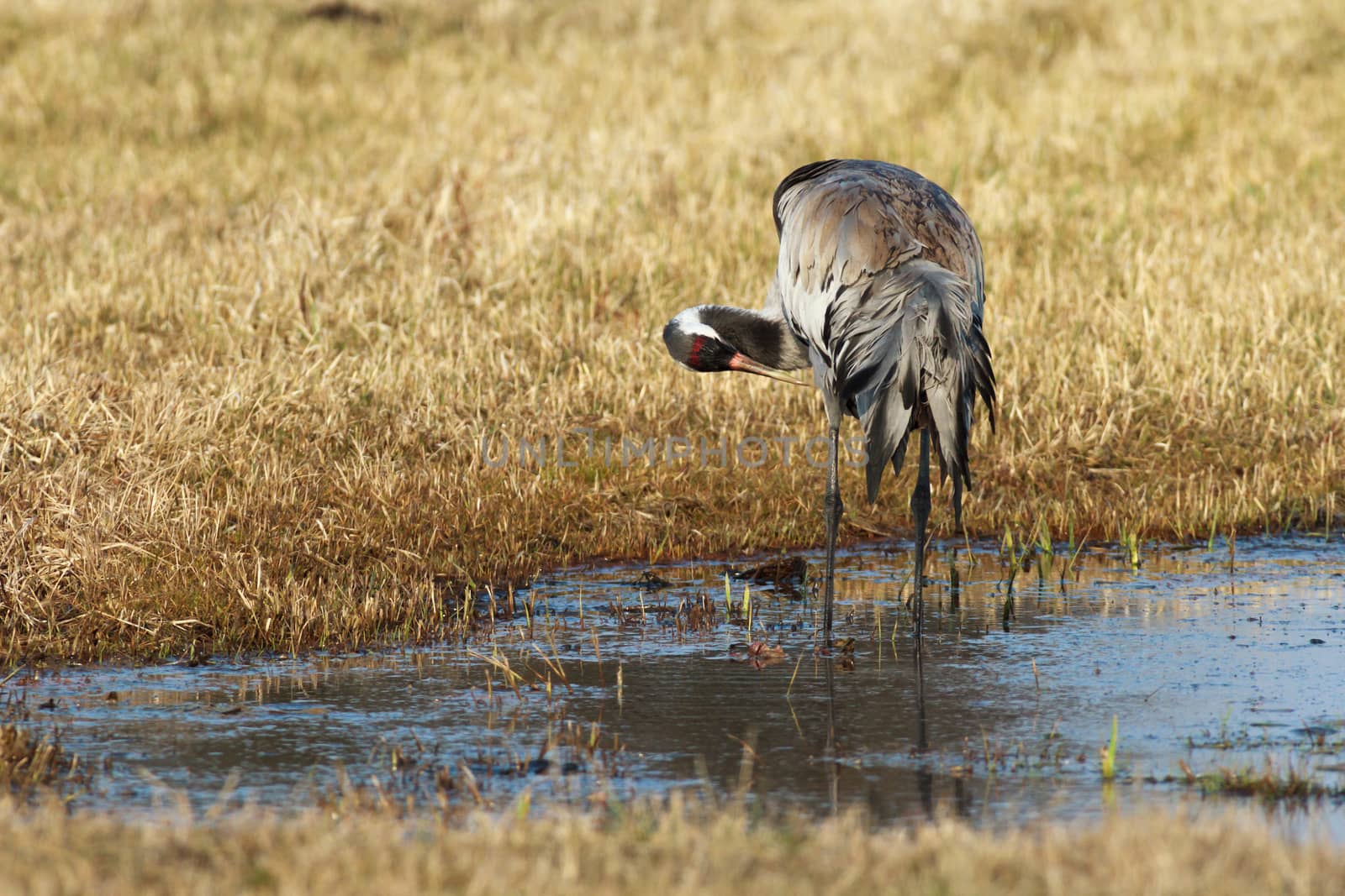 wild bird in natural habitat, nature series