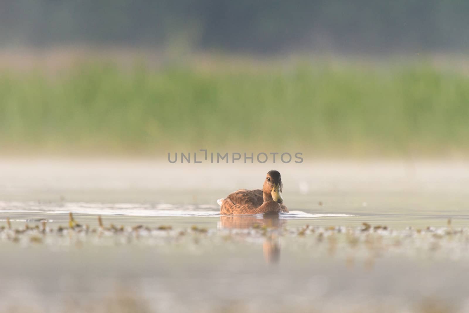 wild bird in their natural habitat, nature series