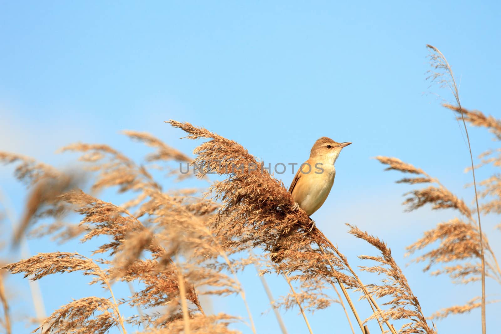 wild bird in their natural habitat, nature series