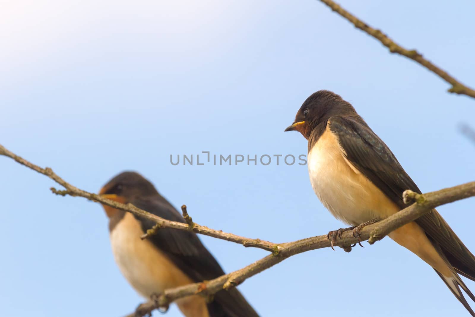 wild bird in their natural habitat, nature series