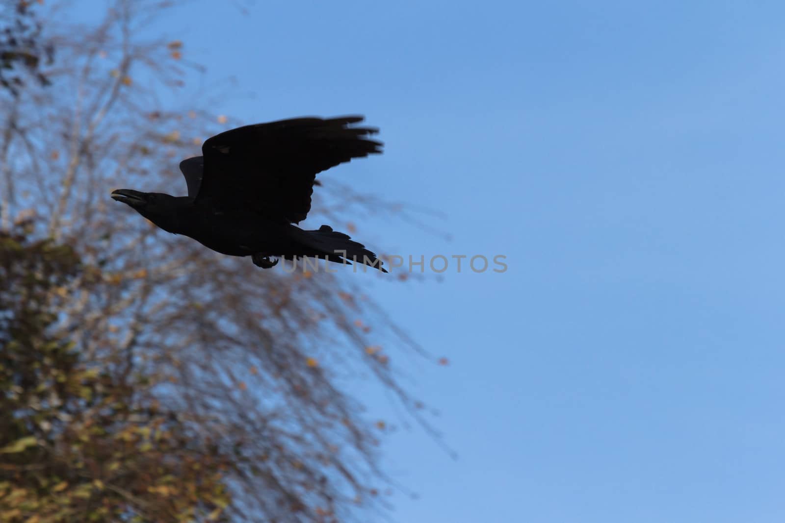 wild bird in natural habitat, nature series