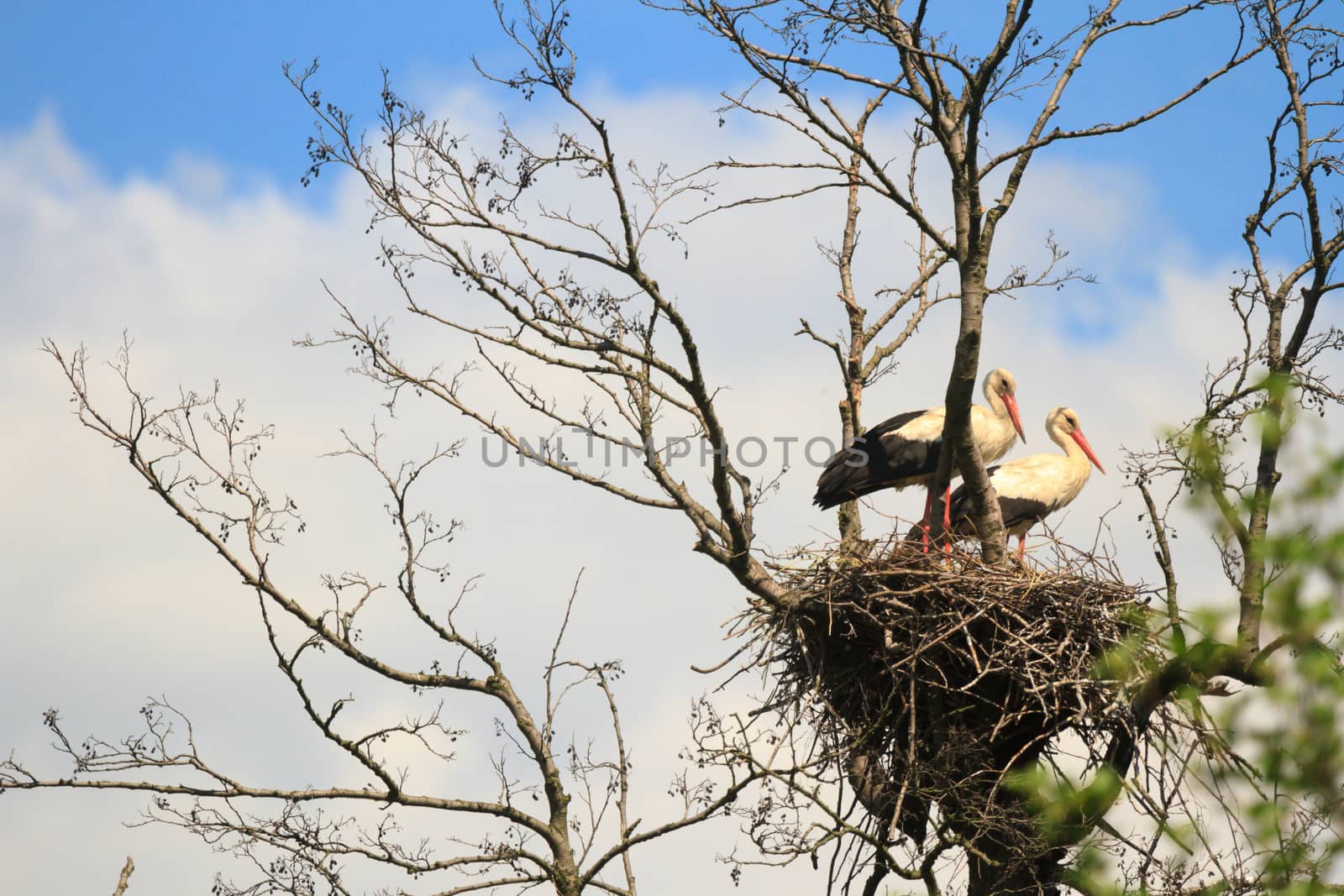 wild bird in their natural habitat, nature series