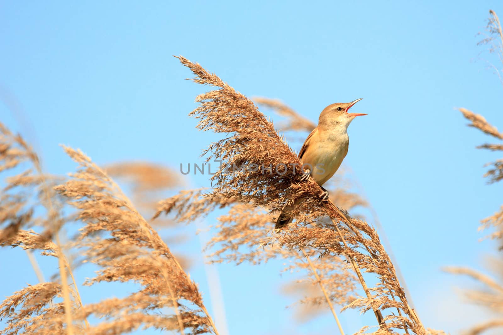 wild bird in their natural habitat, nature series