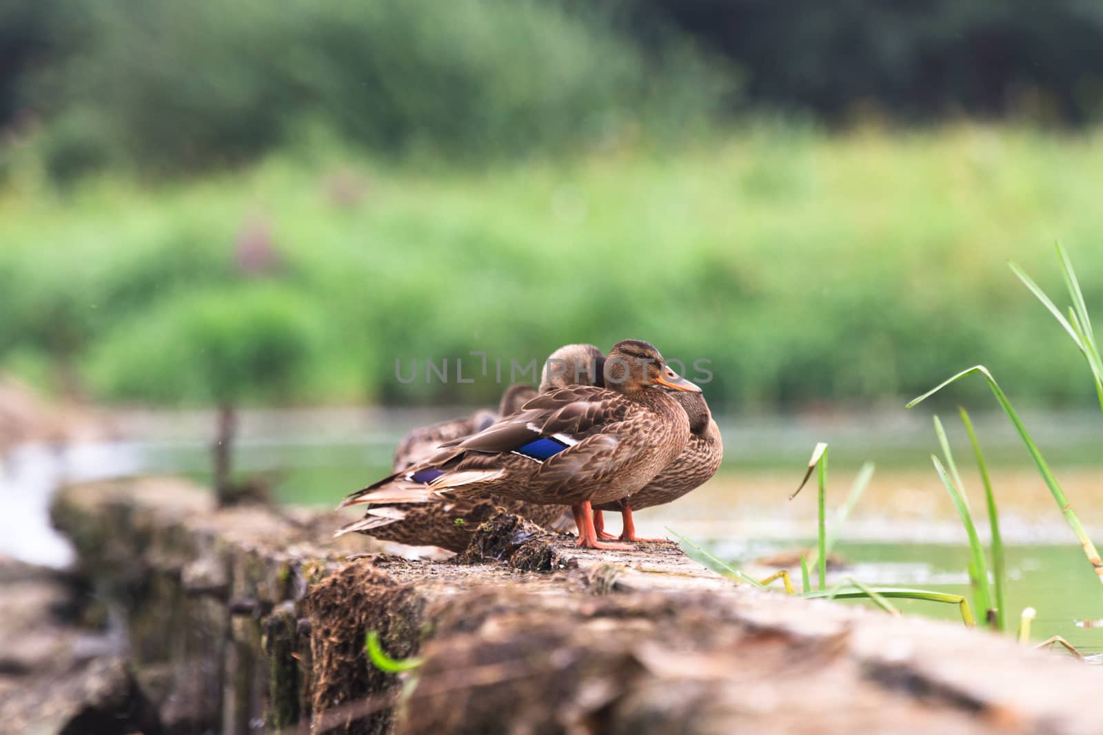 wild bird in their natural habitat, nature series