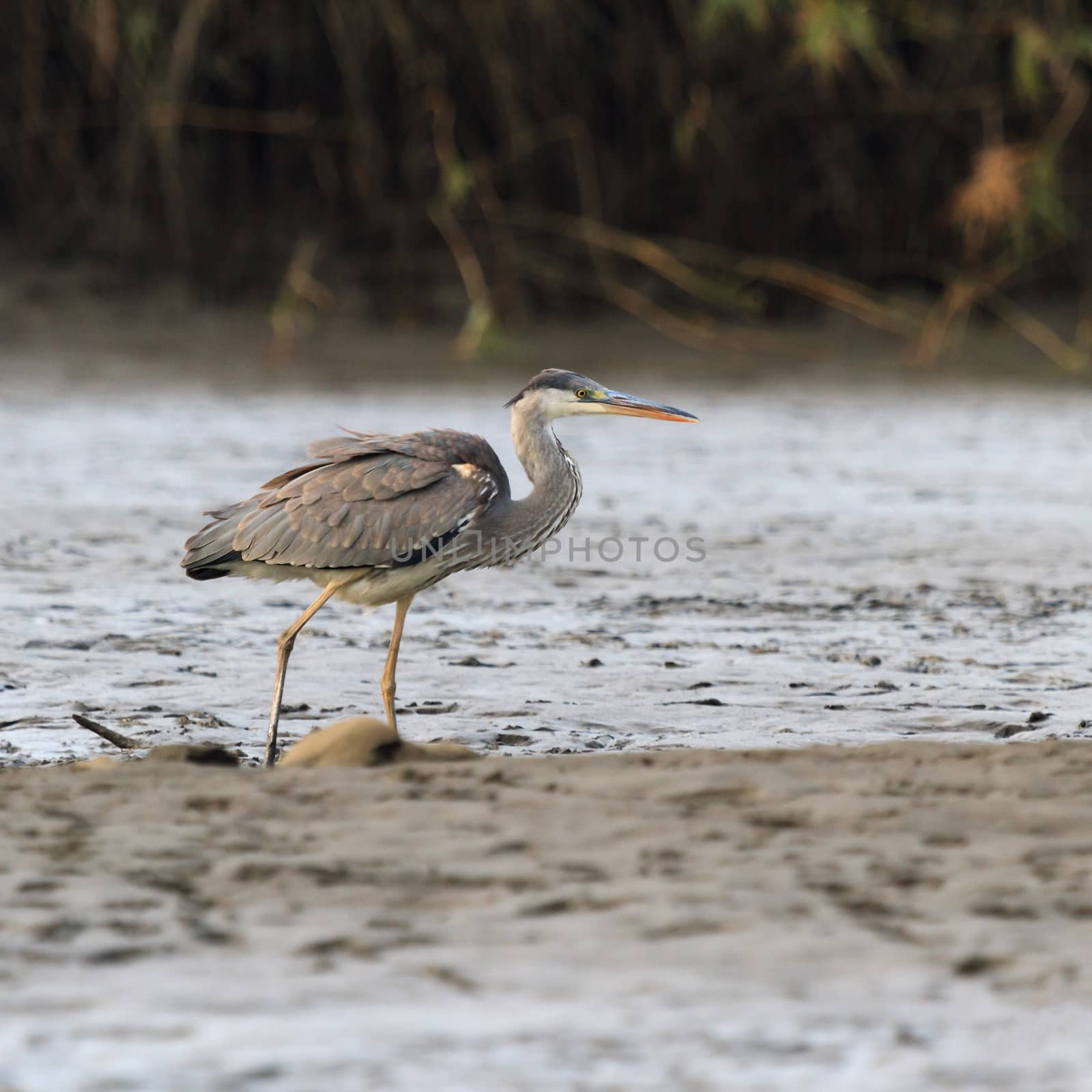 wild bird in natural habitat, nature series