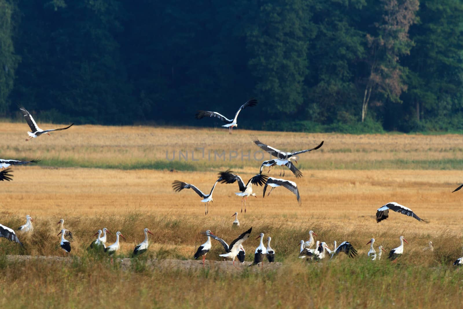 wild bird in their natural habitat, nature series