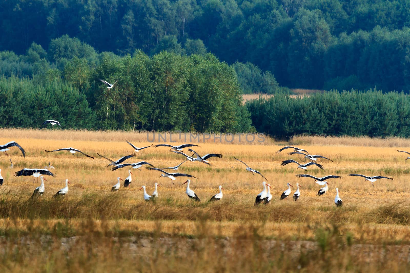 wild bird in their natural habitat, nature series