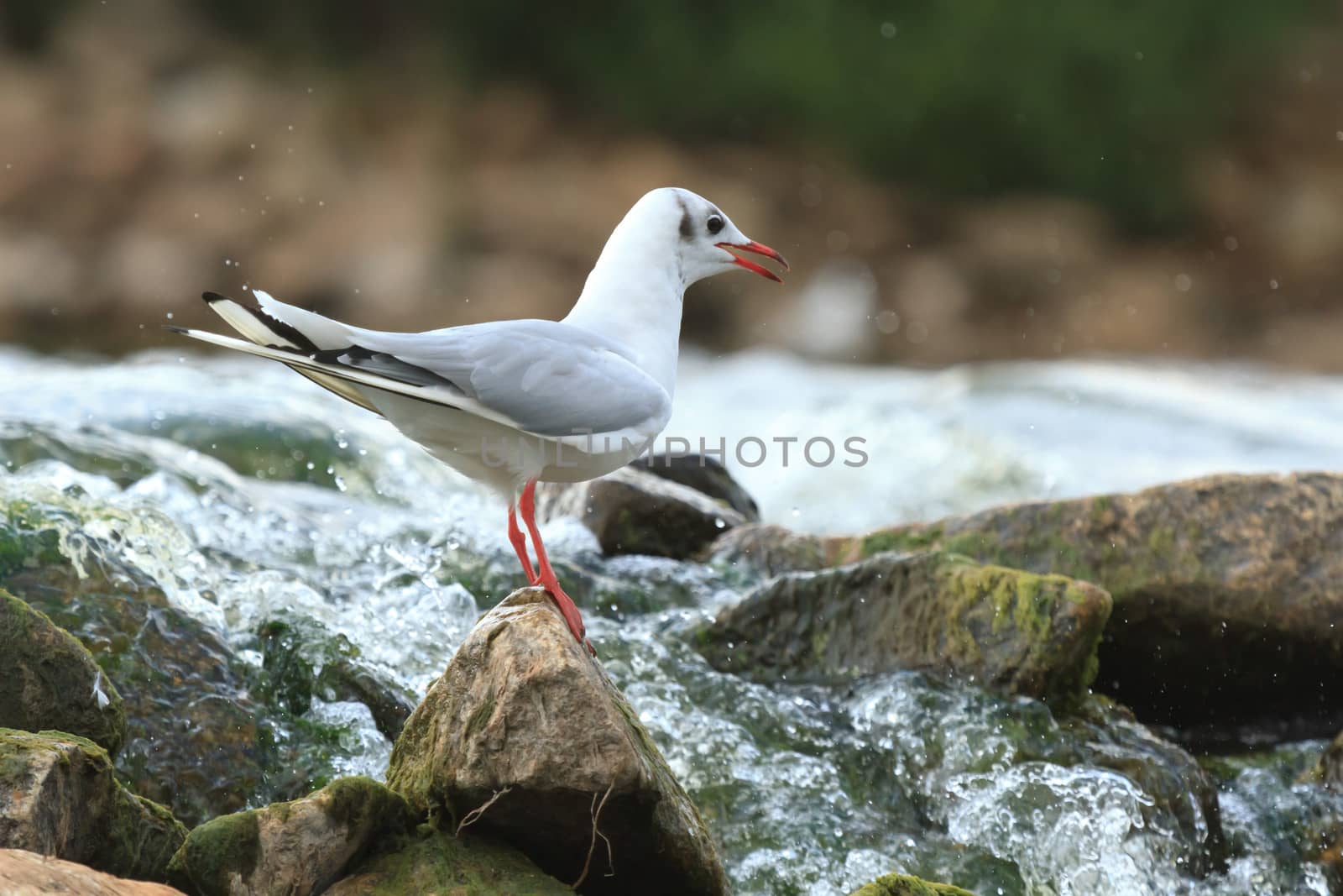 wild bird in natural habitat, nature series