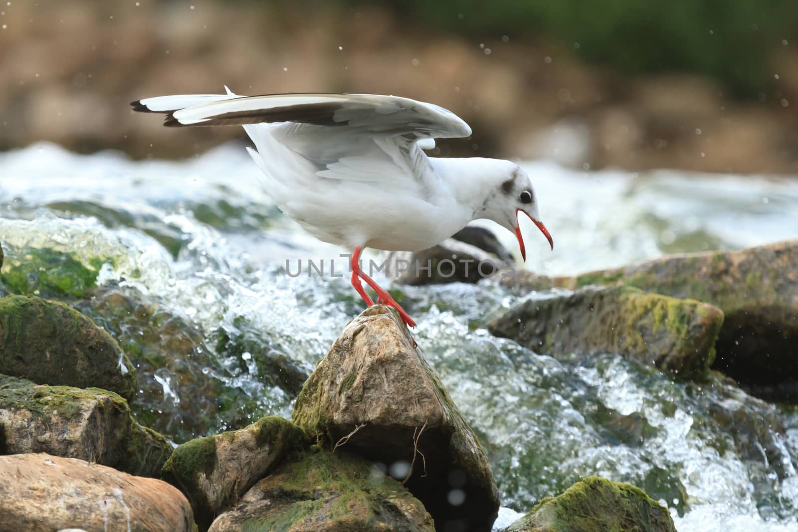 wild bird in natural habitat, nature series