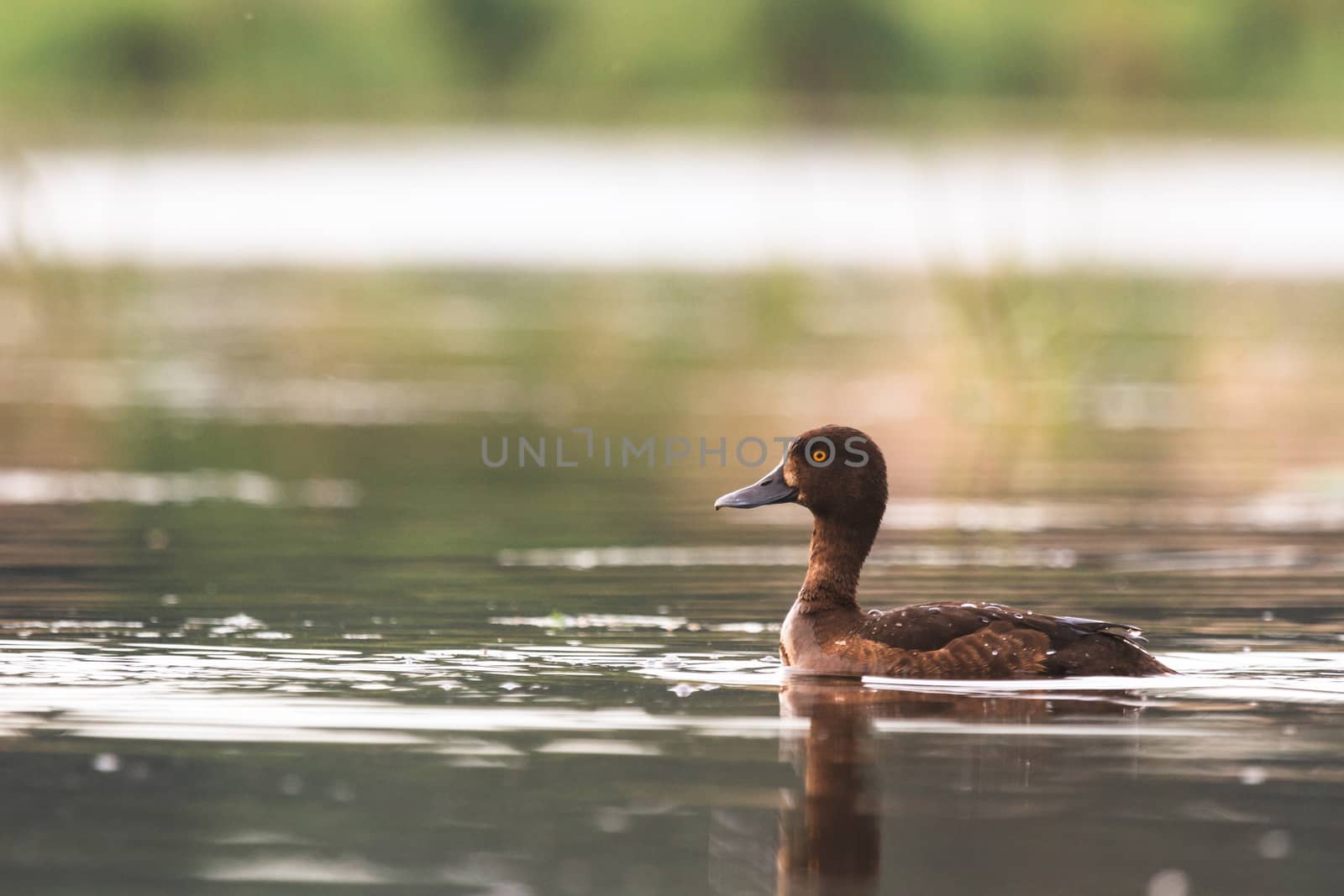 wild bird in their natural habitat, nature series