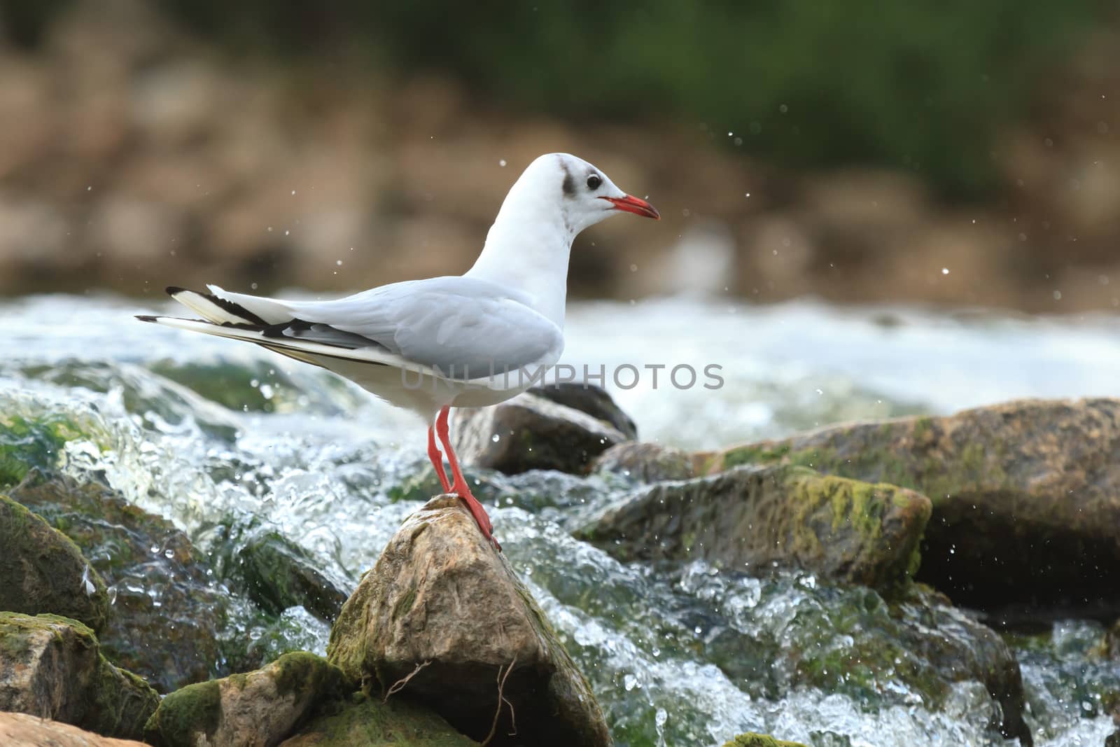 wild bird in natural habitat, nature series