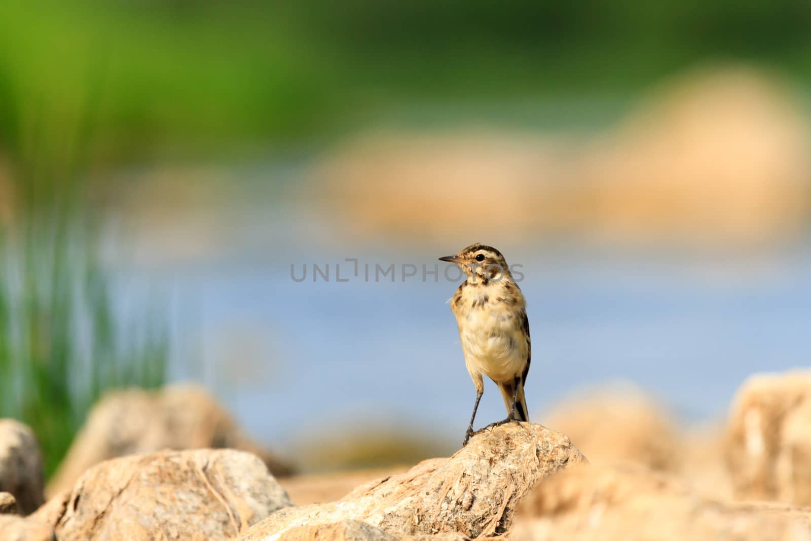 wild bird in natural habitat, nature series