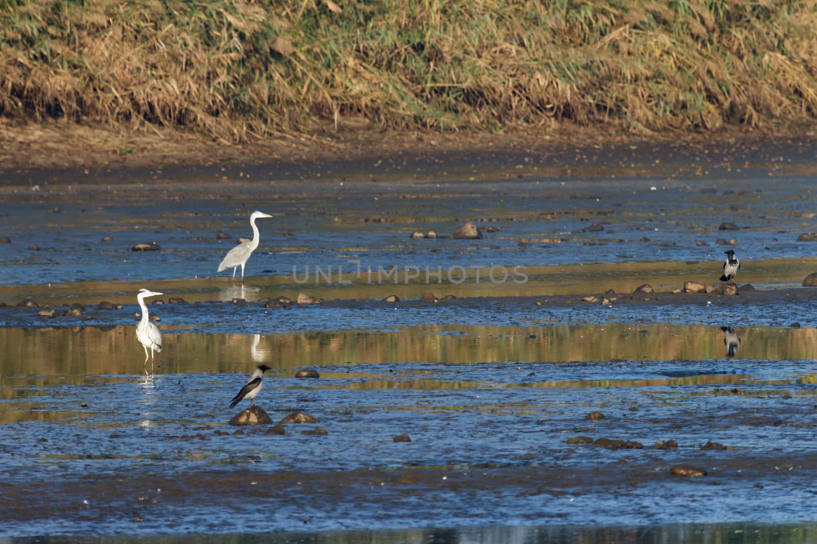 wild bird in natural habitat, nature series