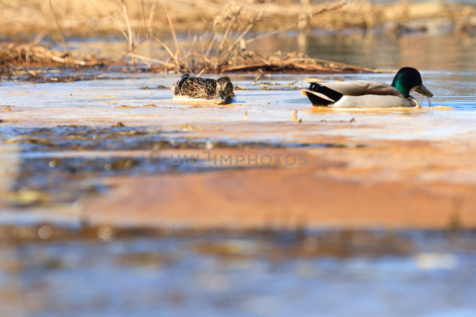 wild bird in their natural habitat, nature series